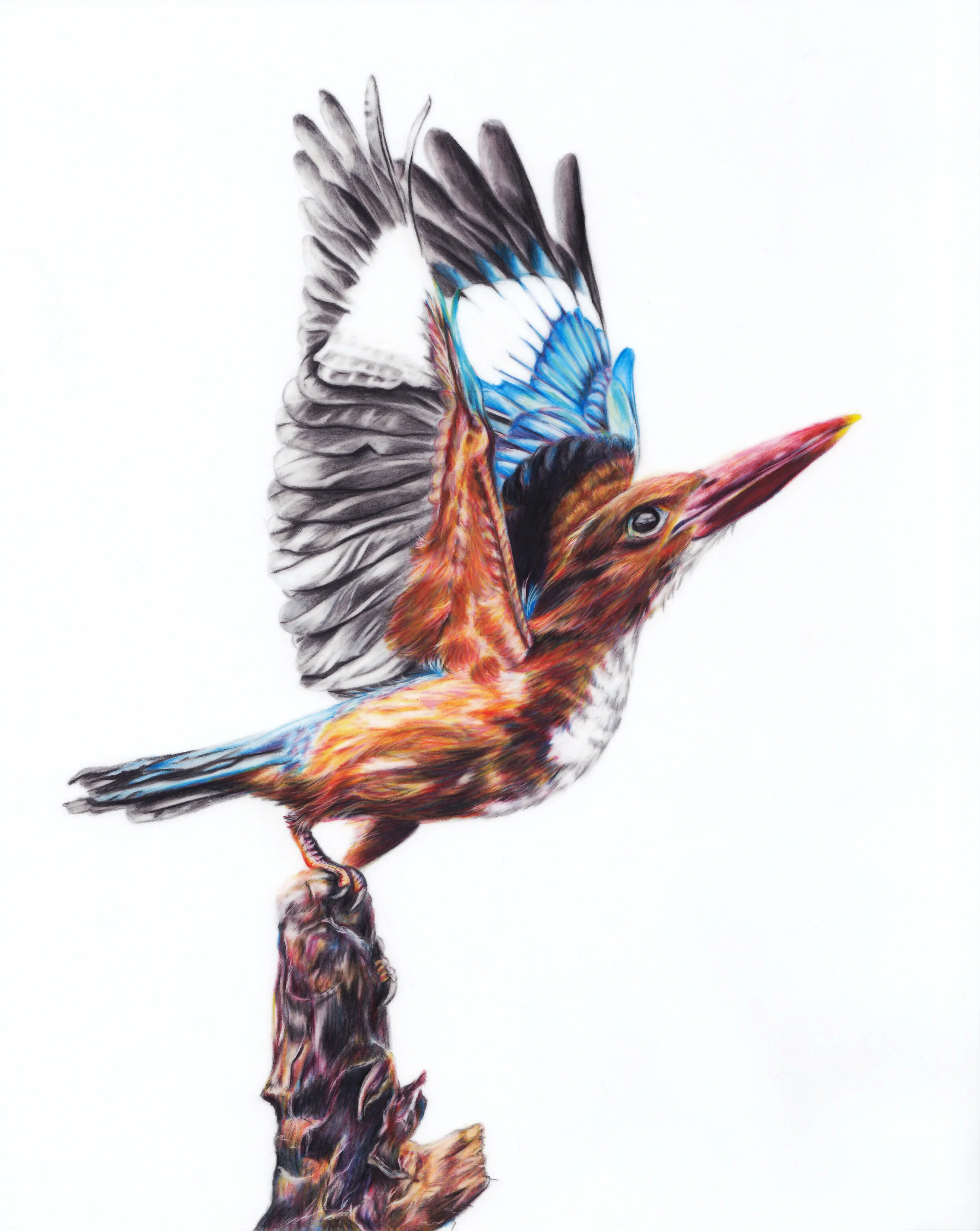 Kingfisher - Colored Pencils on Drafting Film