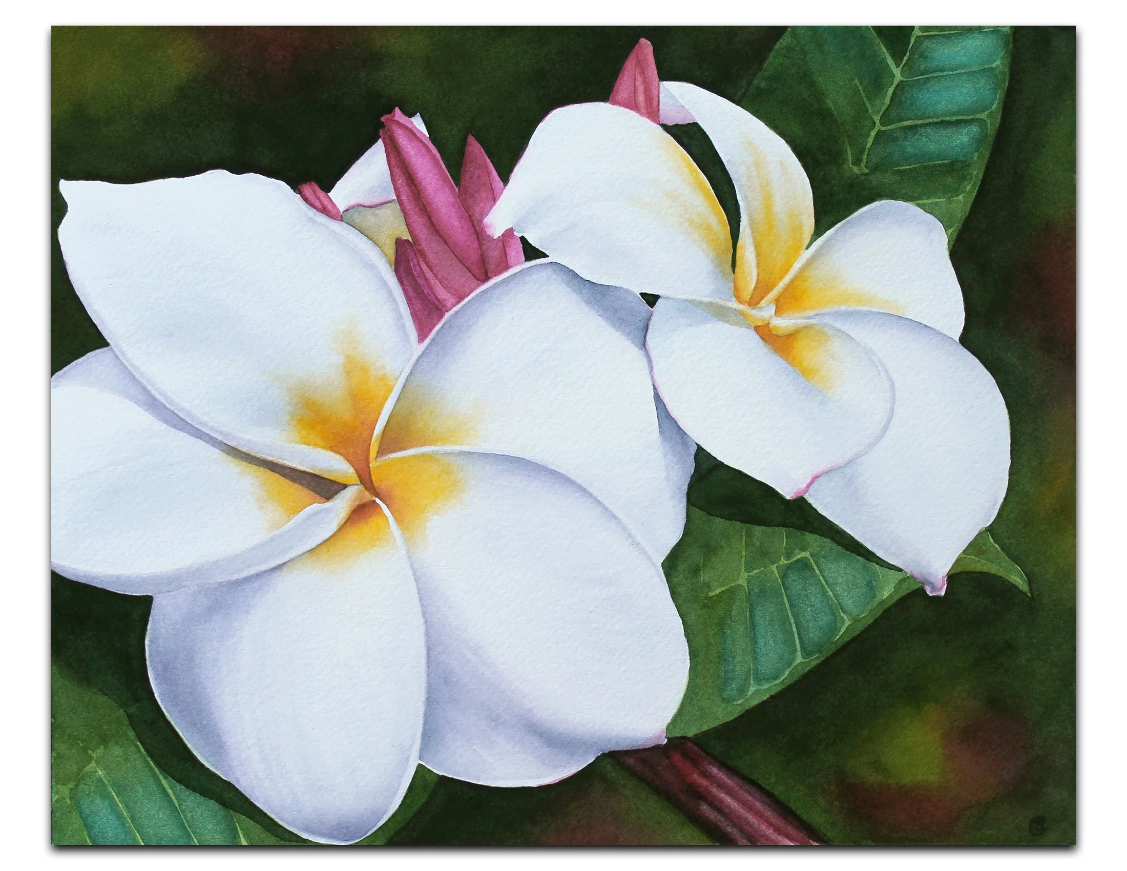plumeria25.jpg