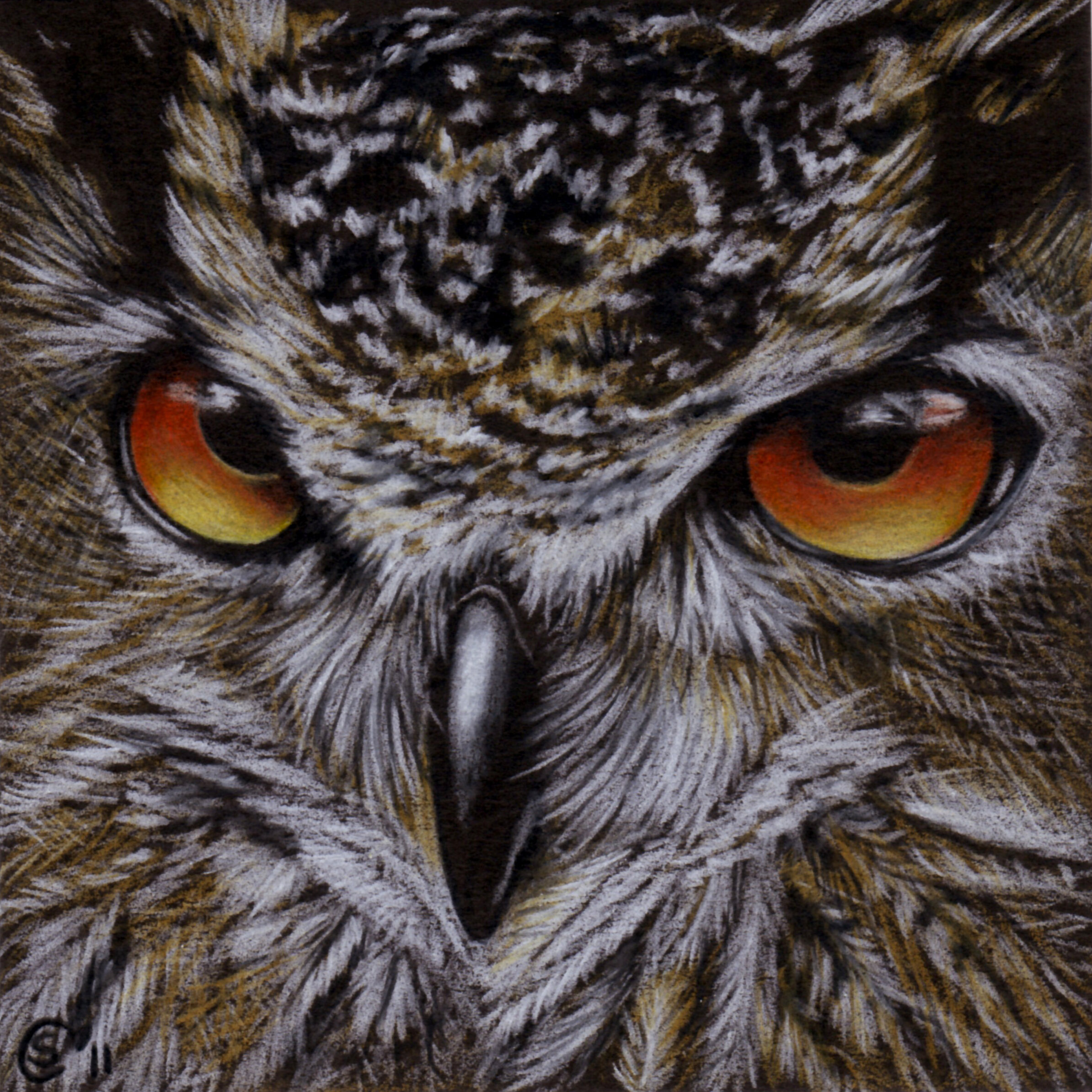 Owl - Colored Pencils on Black Paper