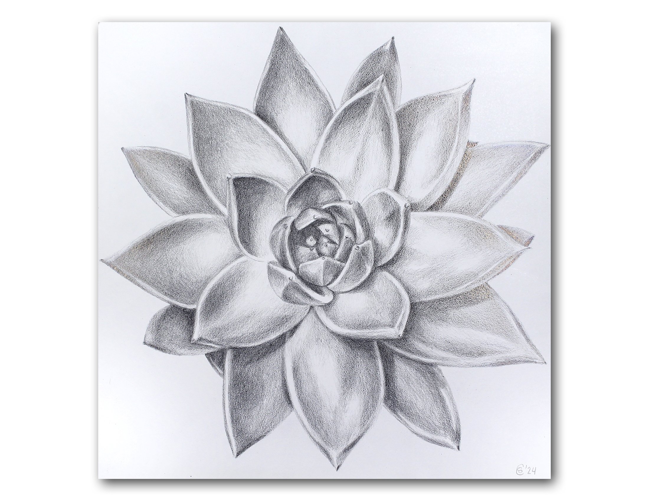 Succulent3.jpg