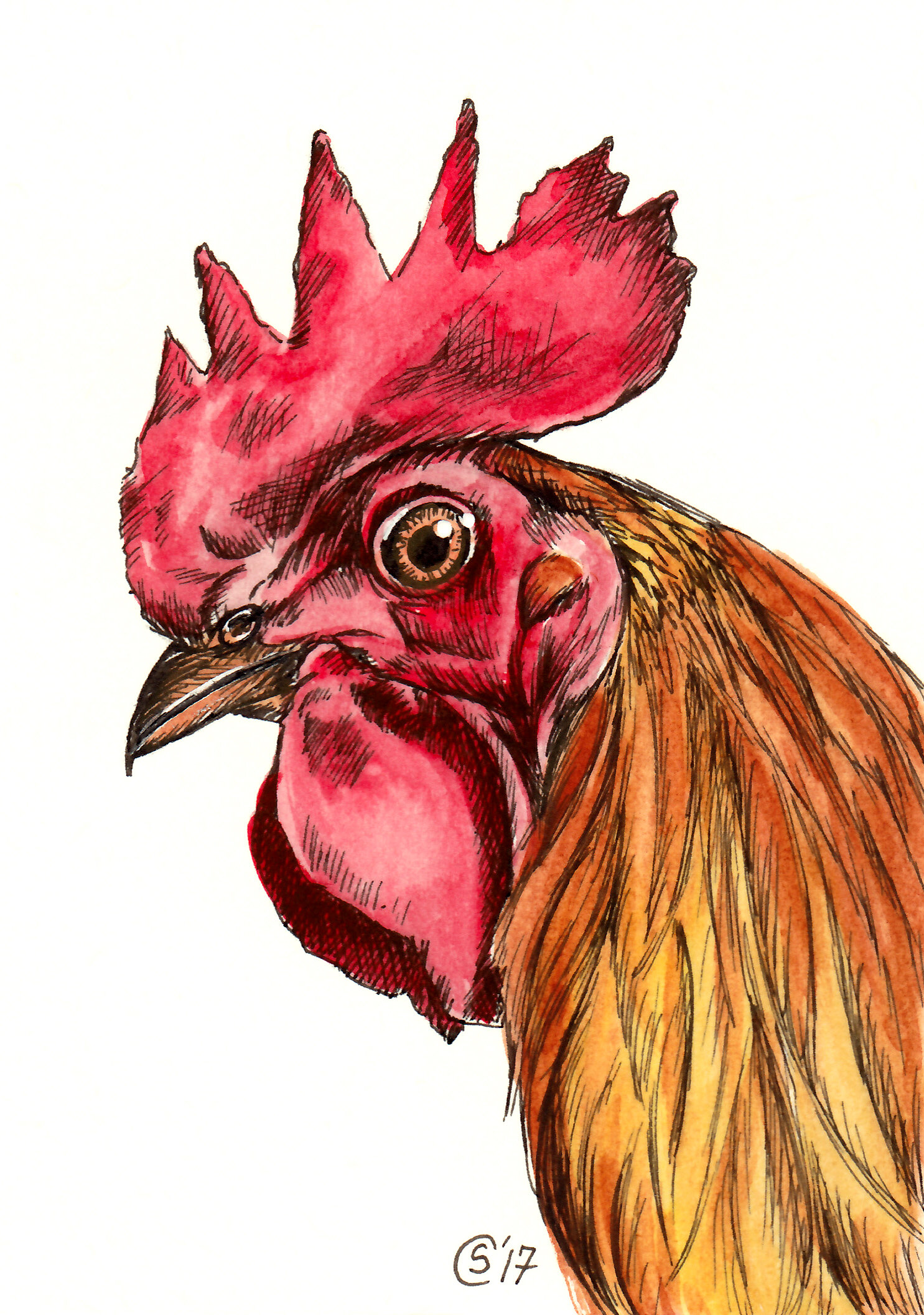 Rooster - Watercolor and Ink