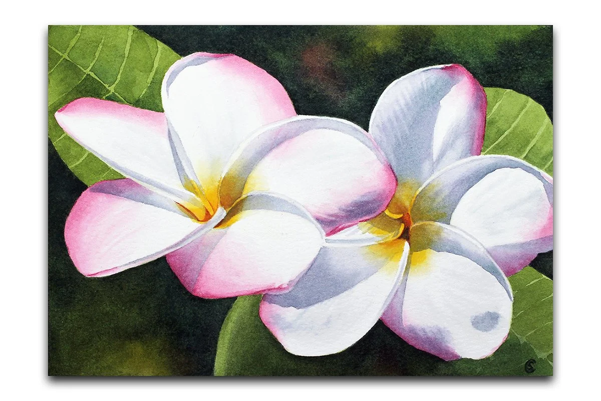 Plumeria 27