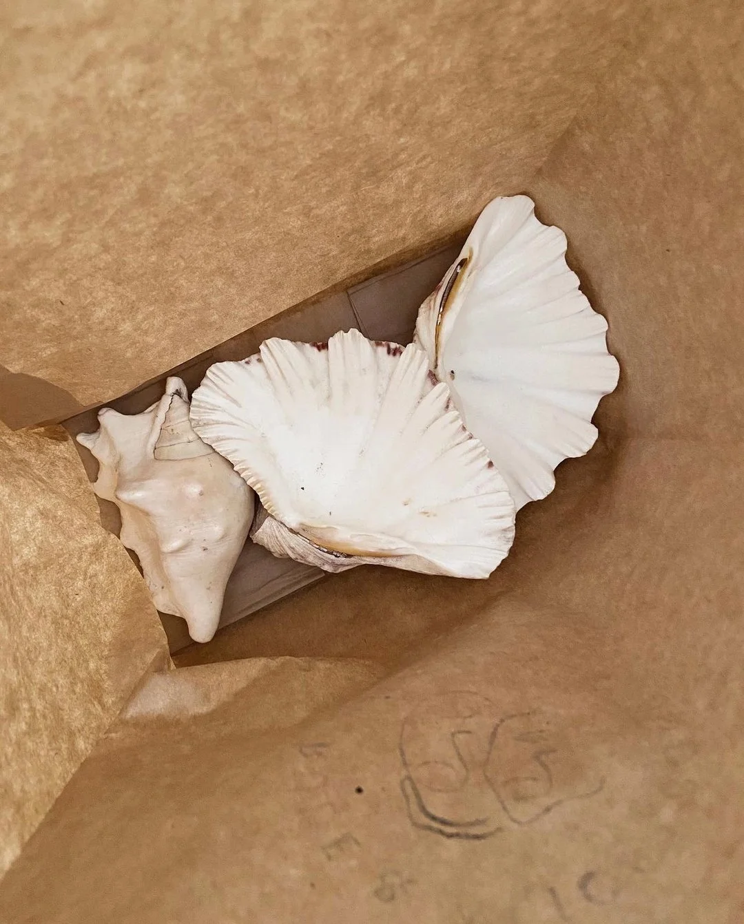 Where are the shell collectors at? 🐚 Missing the smell of the ocean. ​​​​​​​​
​​​​​​​​
The Bear Paw Claw shell reminds us of ruffles. Which are showing up in home decor, interior design, wedding decorations, drapery and fashion. ​​​​​​​​
​​​​​​​​
​​