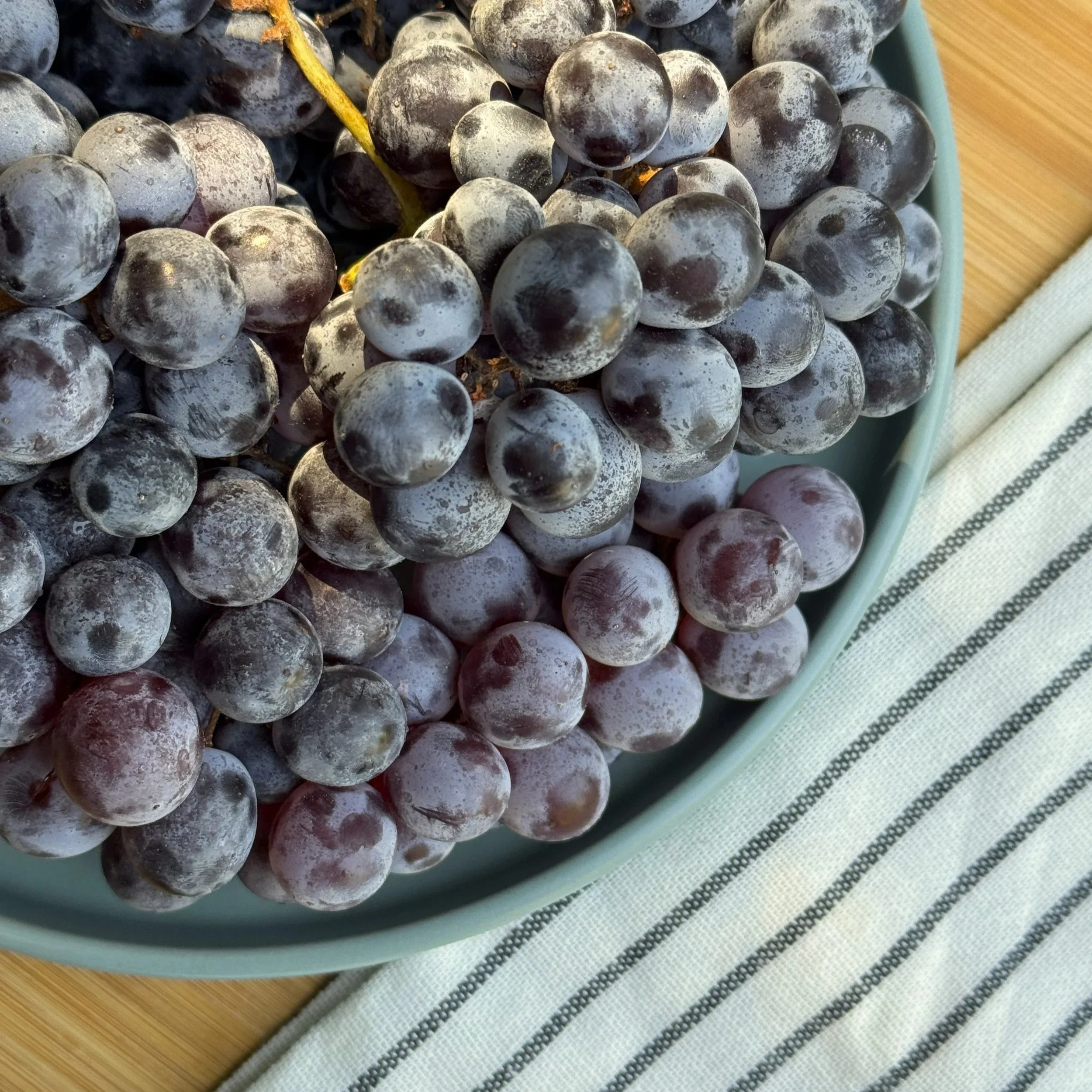 1+Thomcord+Grapes.jpg