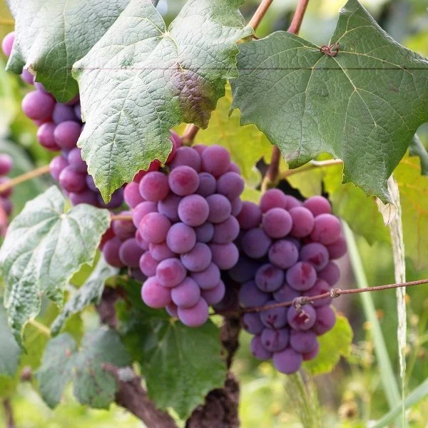 1 Vanessa Grape.jpg