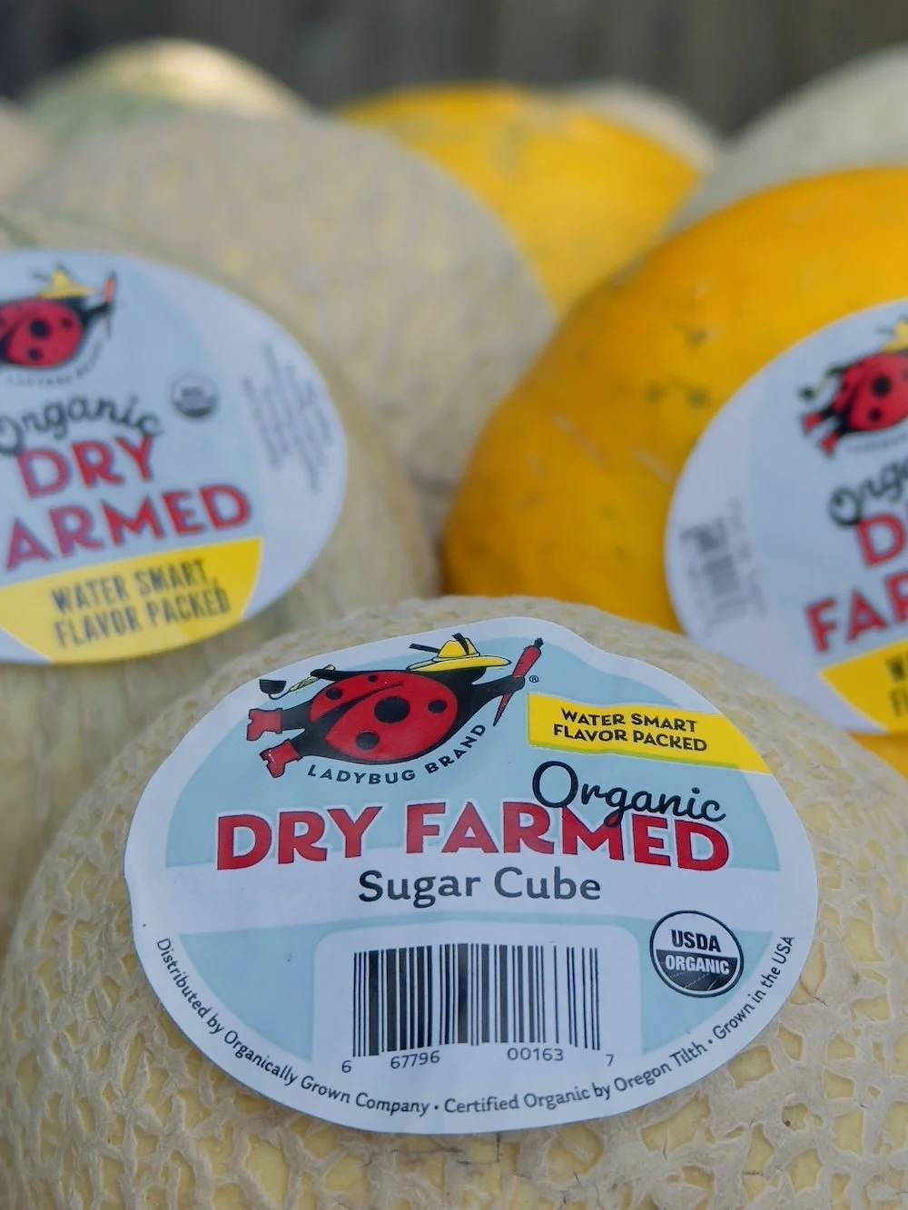 Dry Farm Melons Group 6 2025 Labels.jpg