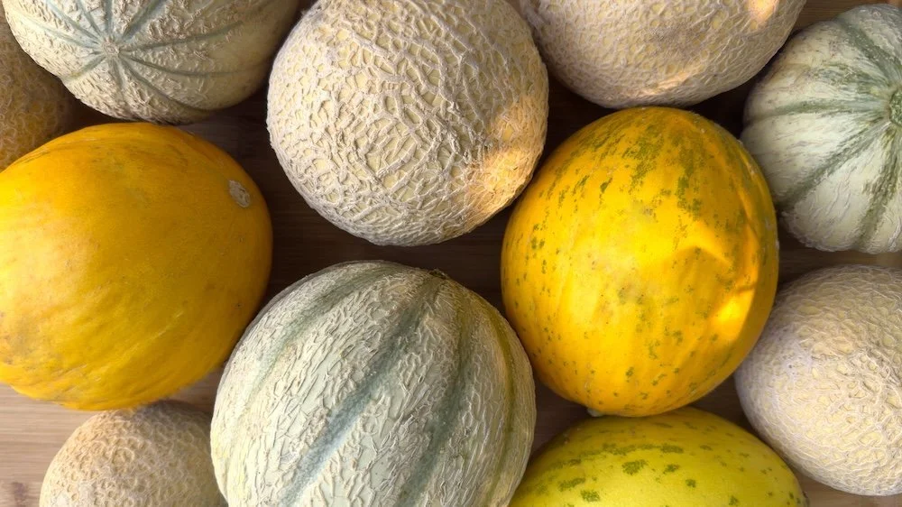 Dry Farm Melons Group 1 2025 Horizontal 1.jpg
