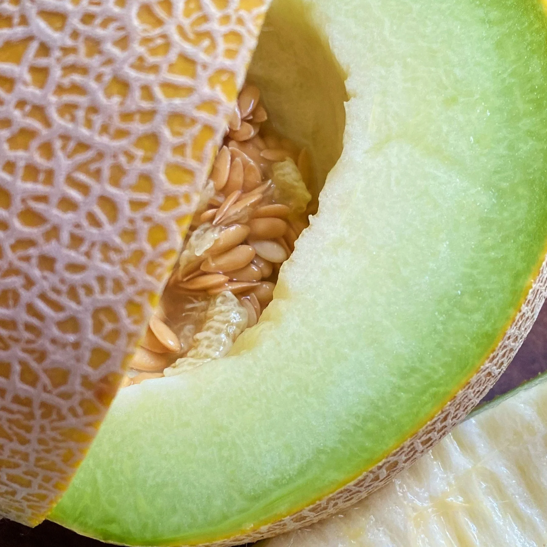1 Galia Melon.jpg