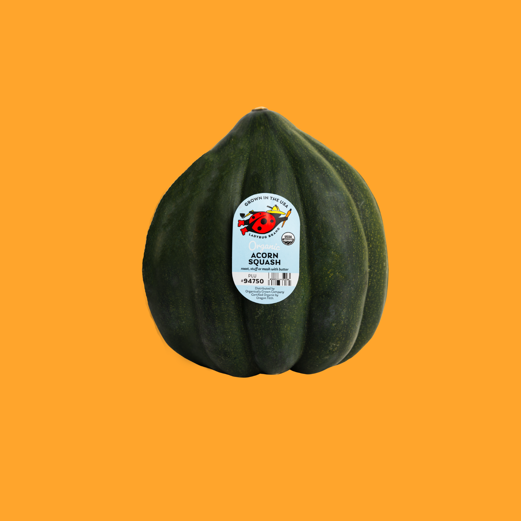 Squash.png