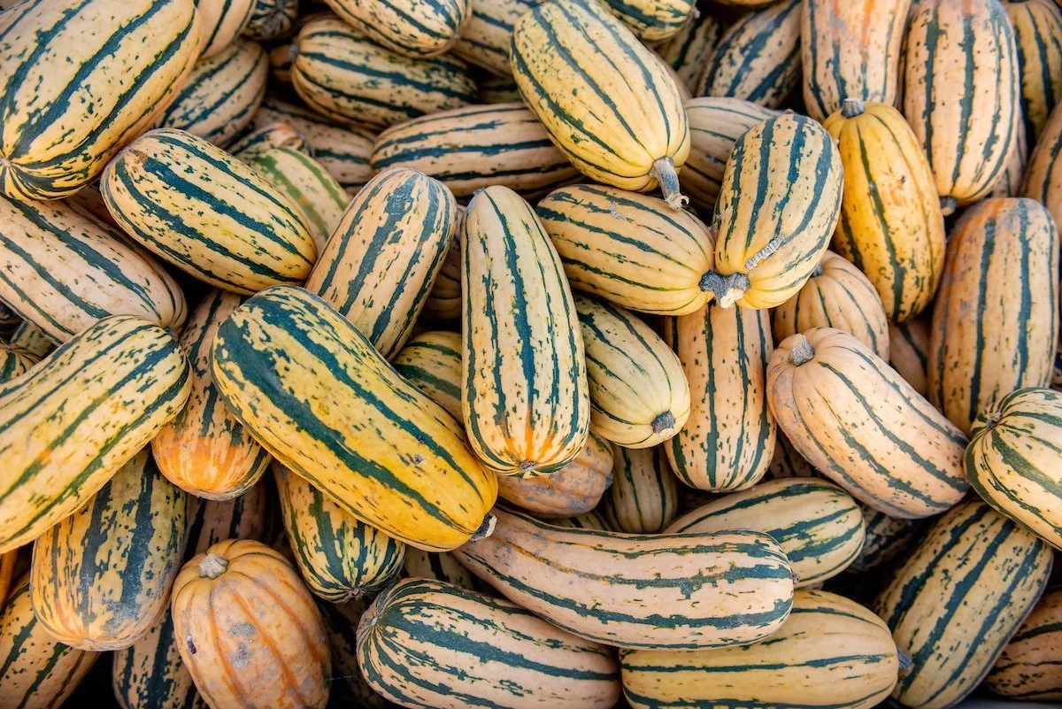 1 Delicata Squash.jpg