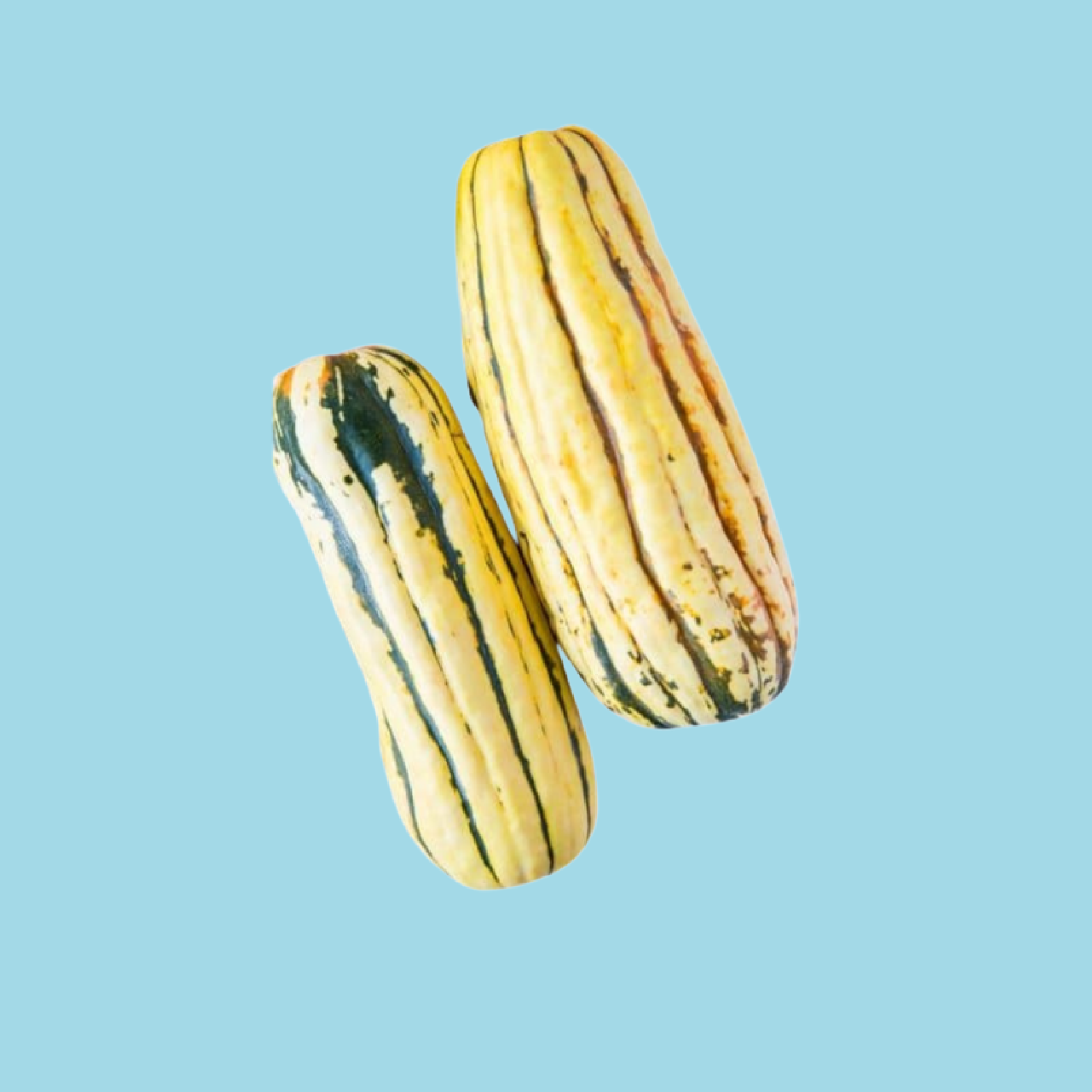 Delicatta.png