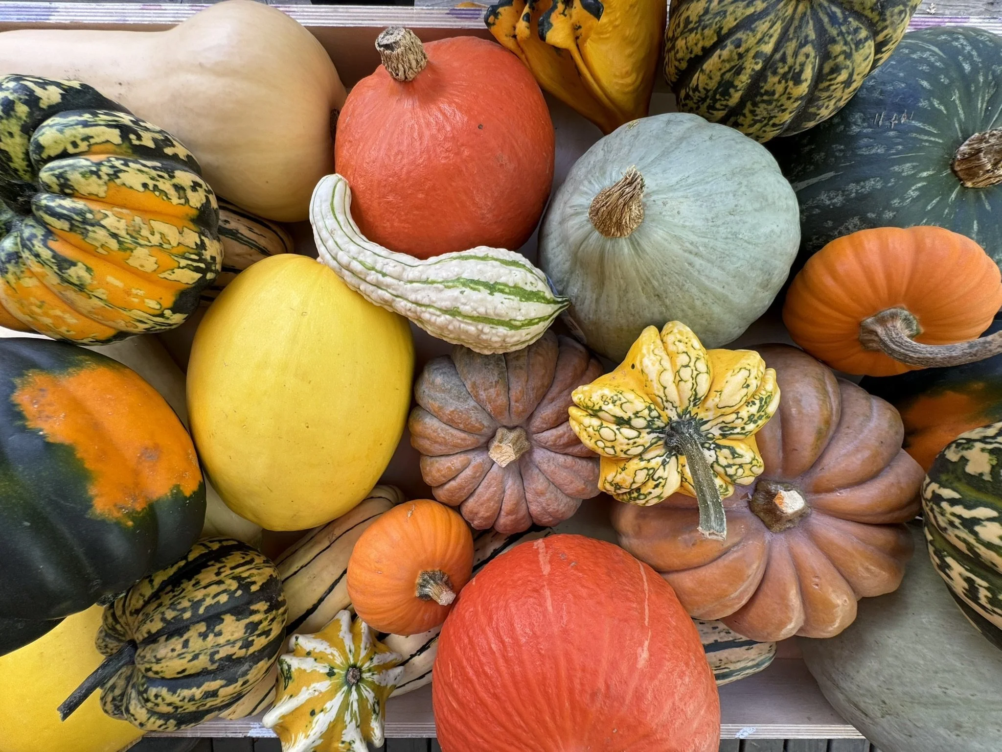 Group Winter Squash 5 2024.JPEG