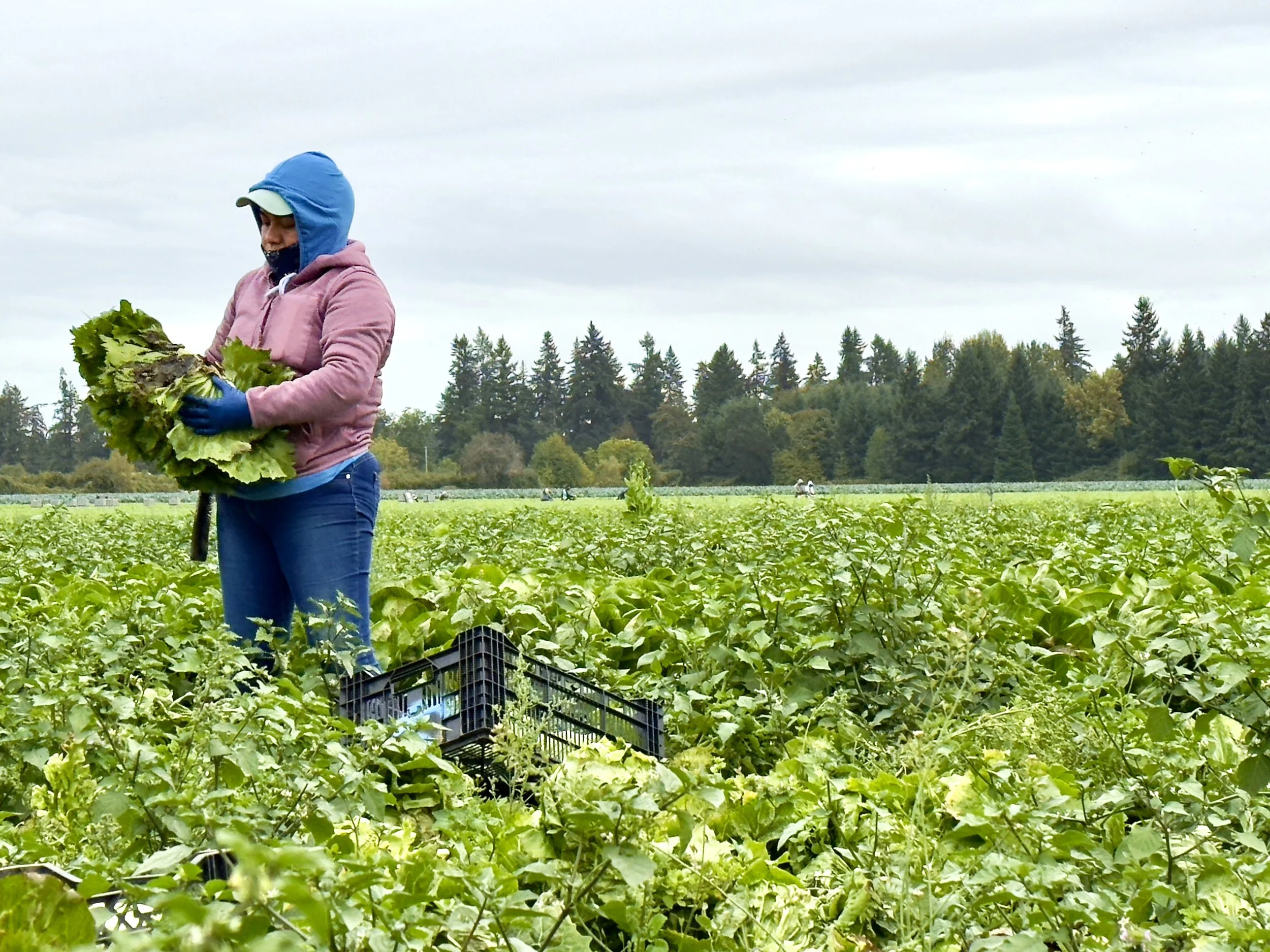 Siri Farmers 5 202511 copy.jpg