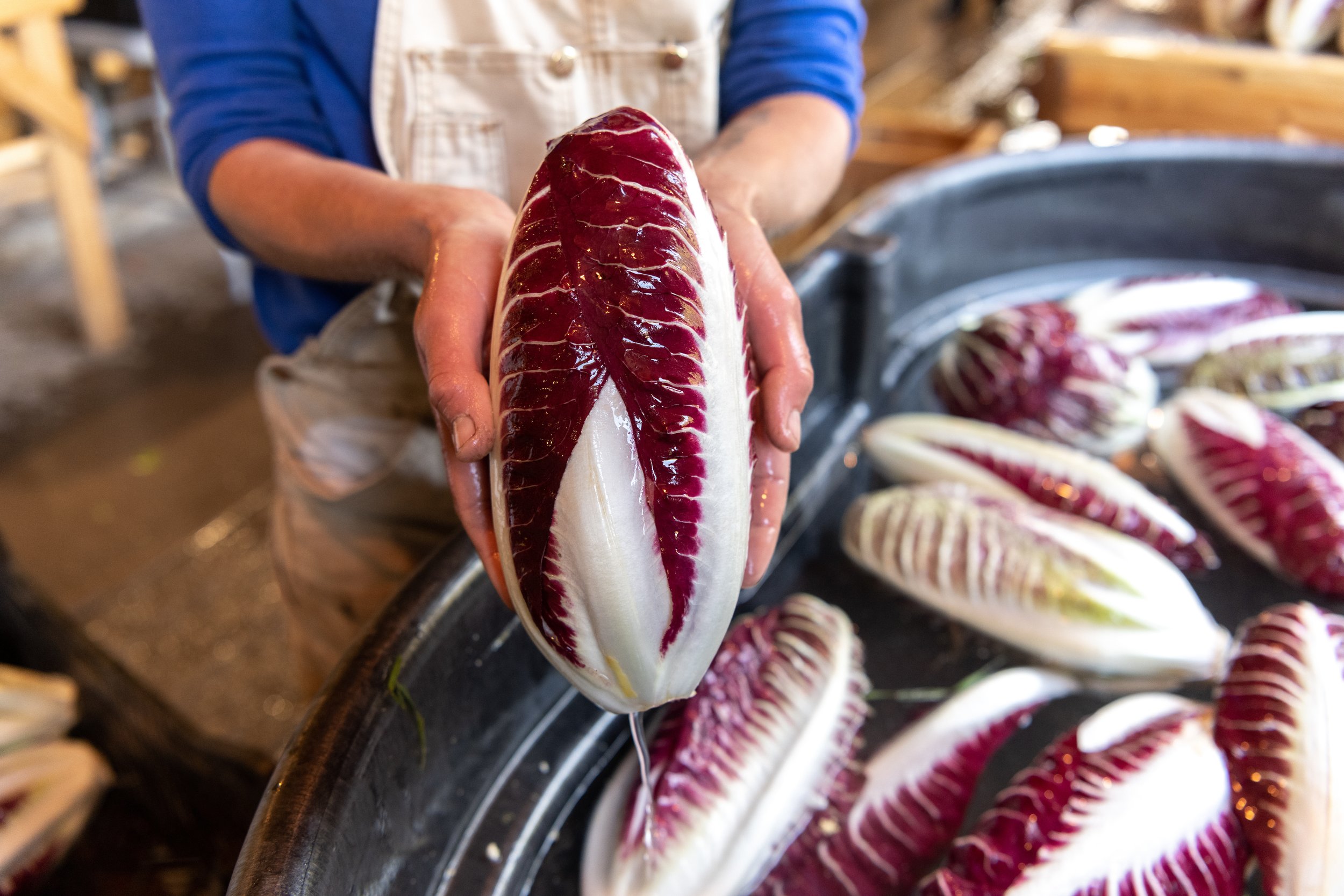 20201006_Wild_Roots_Farm_6448_Radicchio.jpg