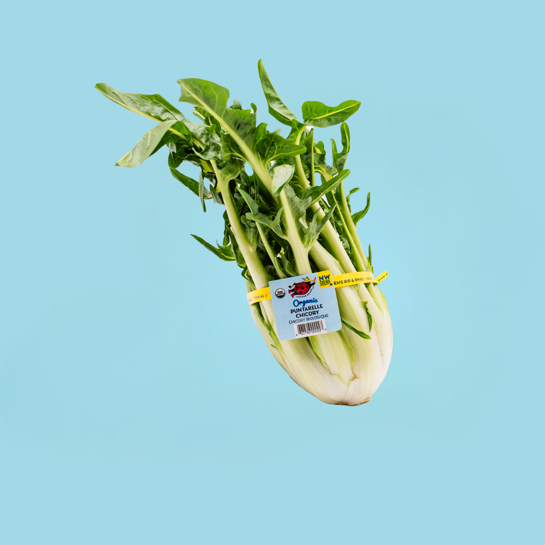Punterelle Blue Square.png