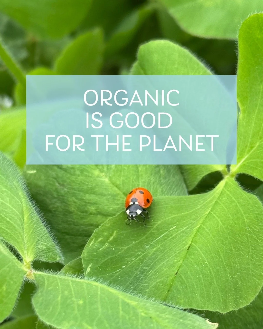 Show the planet some love this Earth Day, choose organic produce and support organic farmers today and every day. 
Why? Well (deep breath) organic...

🌍Reduces greenhouse gas emissions​
🌍Protects natural resources​
🌍Sequesters more carbon​
🌍Regen