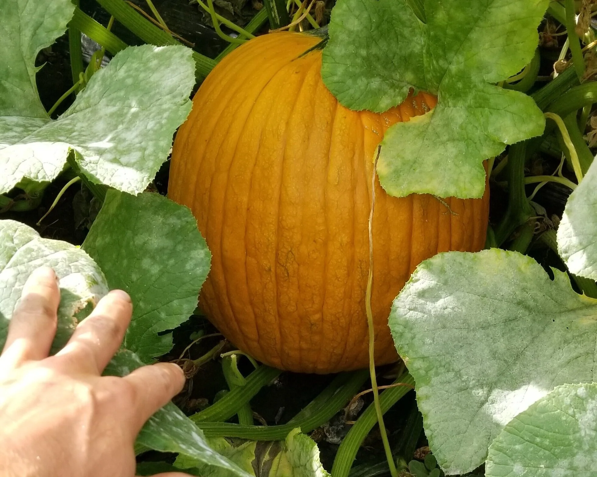 Kelowna Fruit n Veggies Gallery