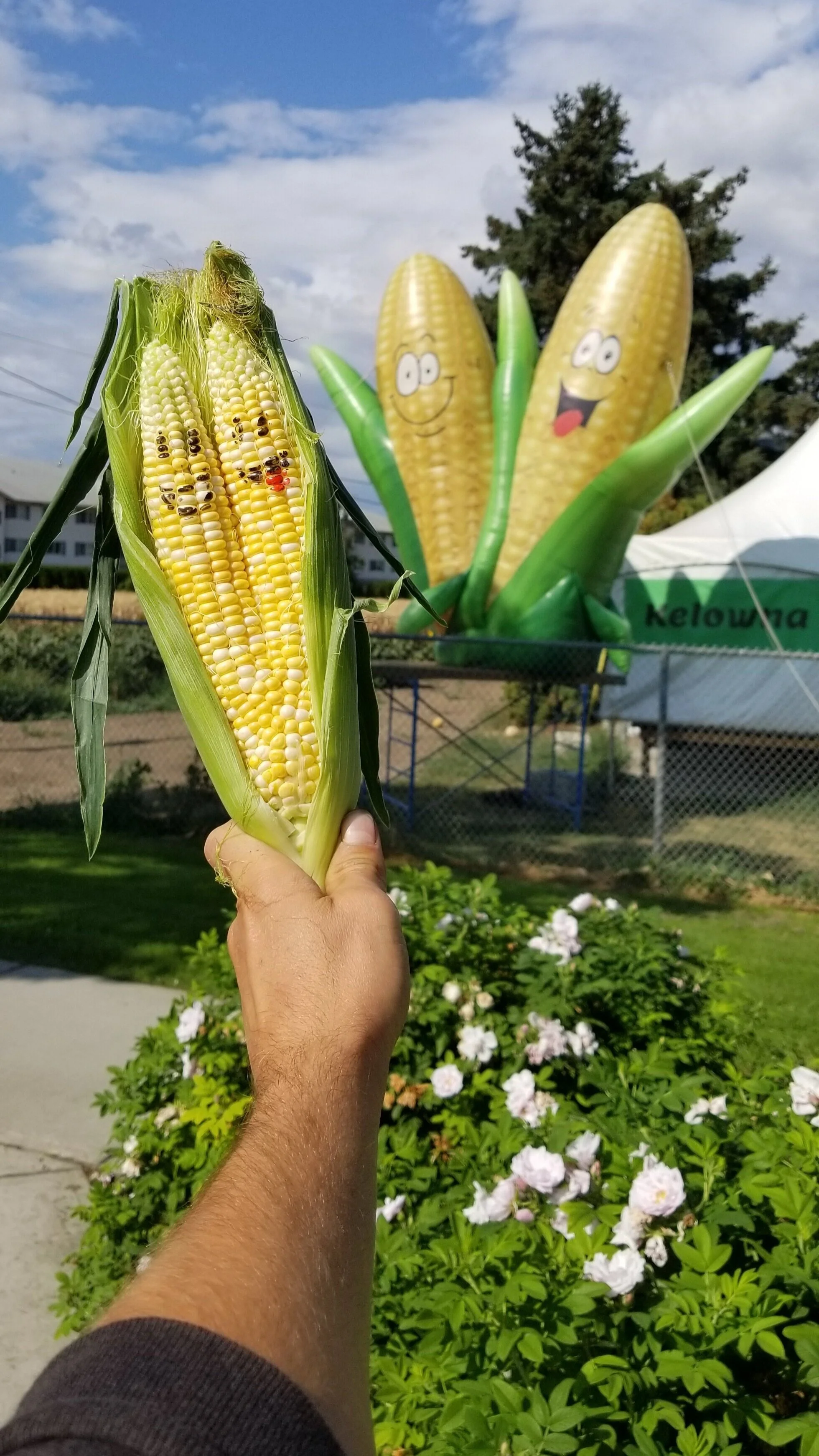 Kelowna Fruit n Veggies Gallery