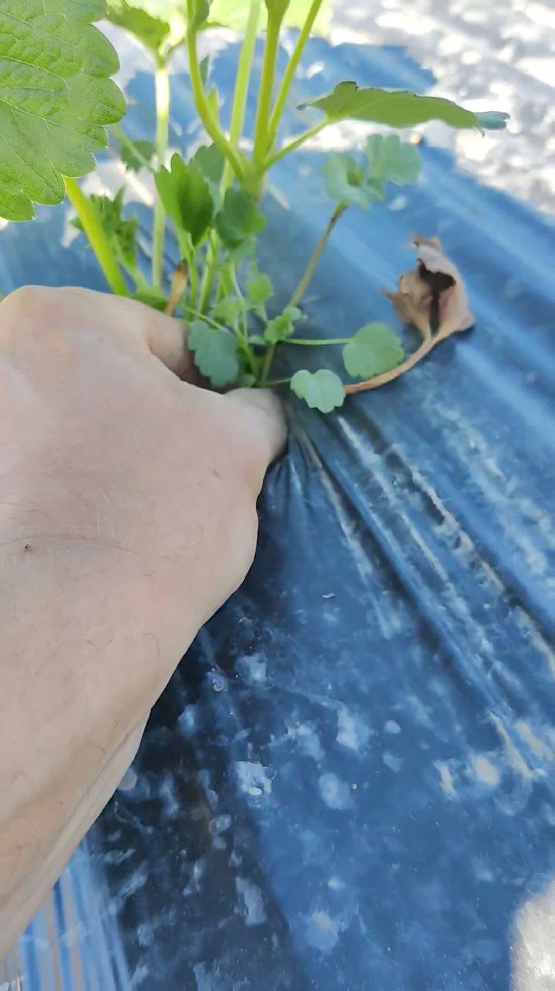 Kelowna Fruit n Veggies Fruit Stand