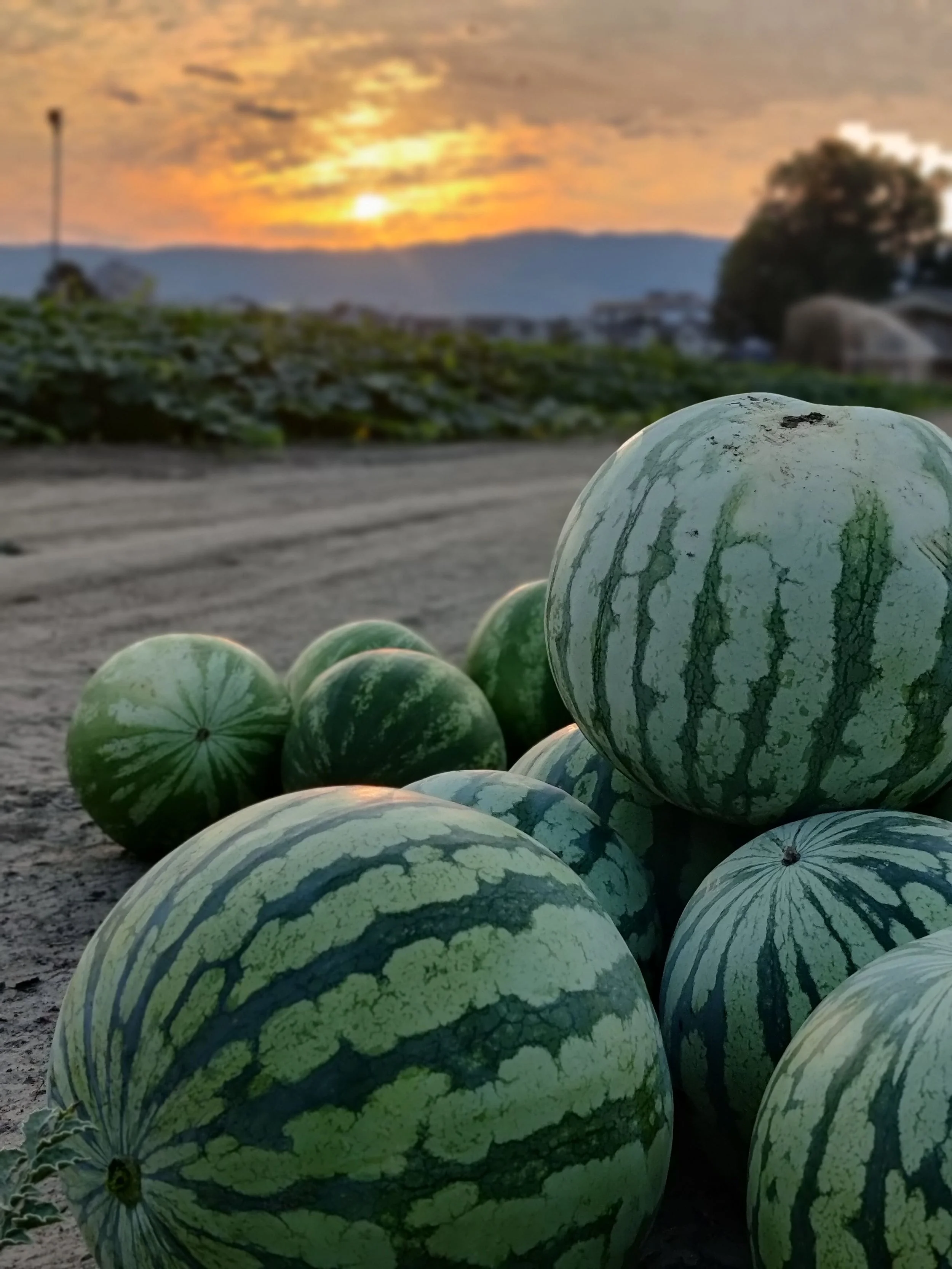 A pile of watermelon in front of a picturesque sunset and mountain backdrop in Kelowna