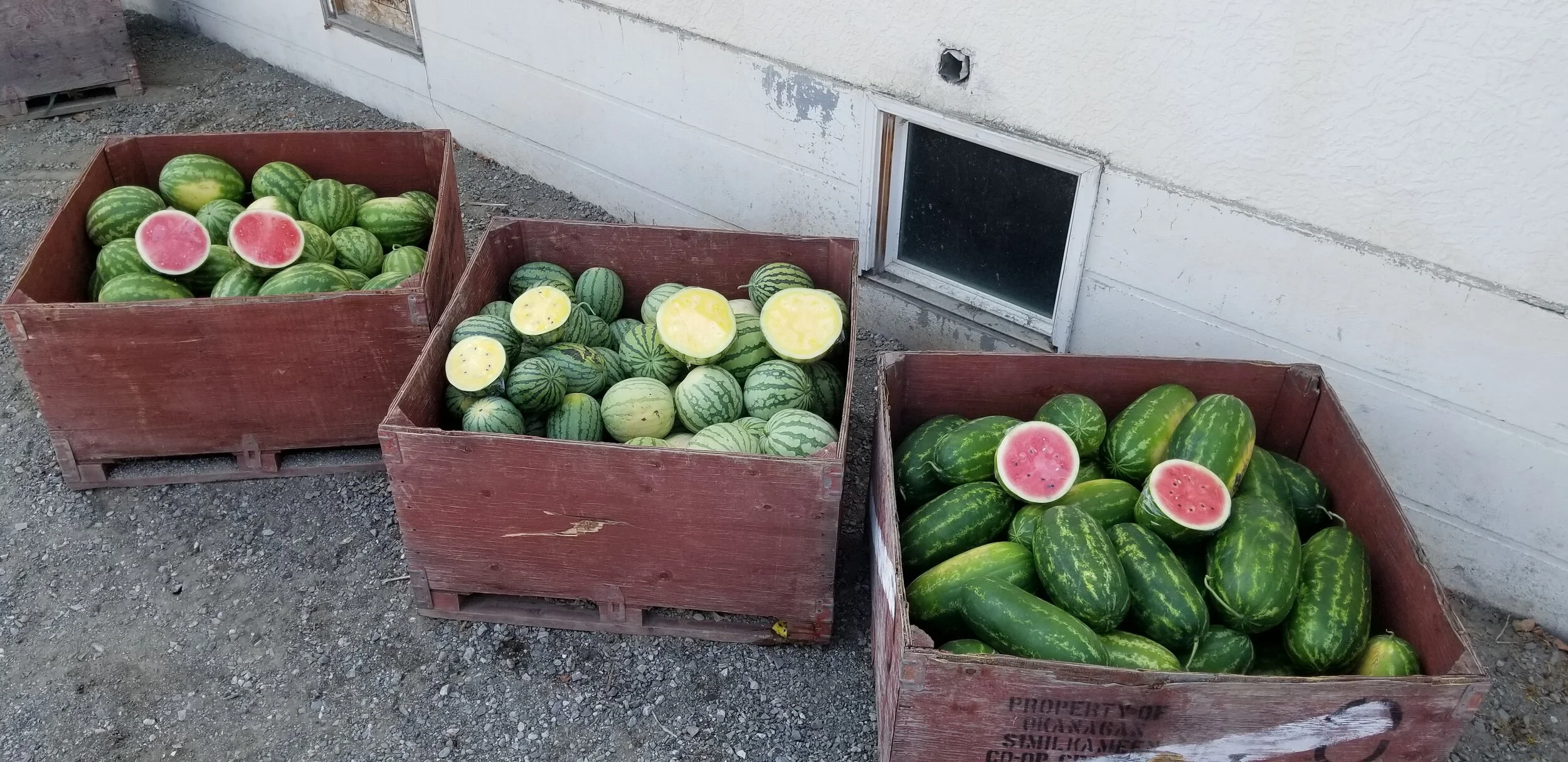 Kelowna Fruit n Veggies Gallery