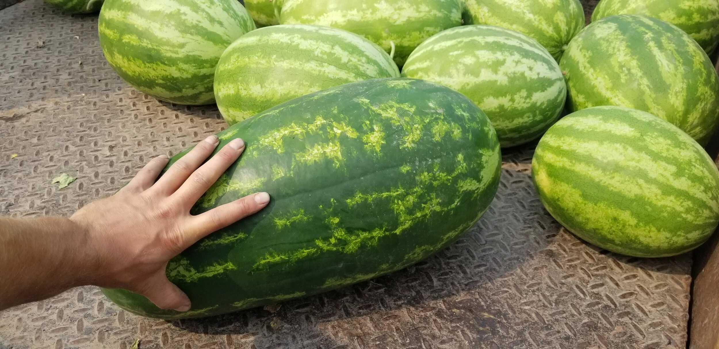 Kelowna Fruit n Veggies Gallery