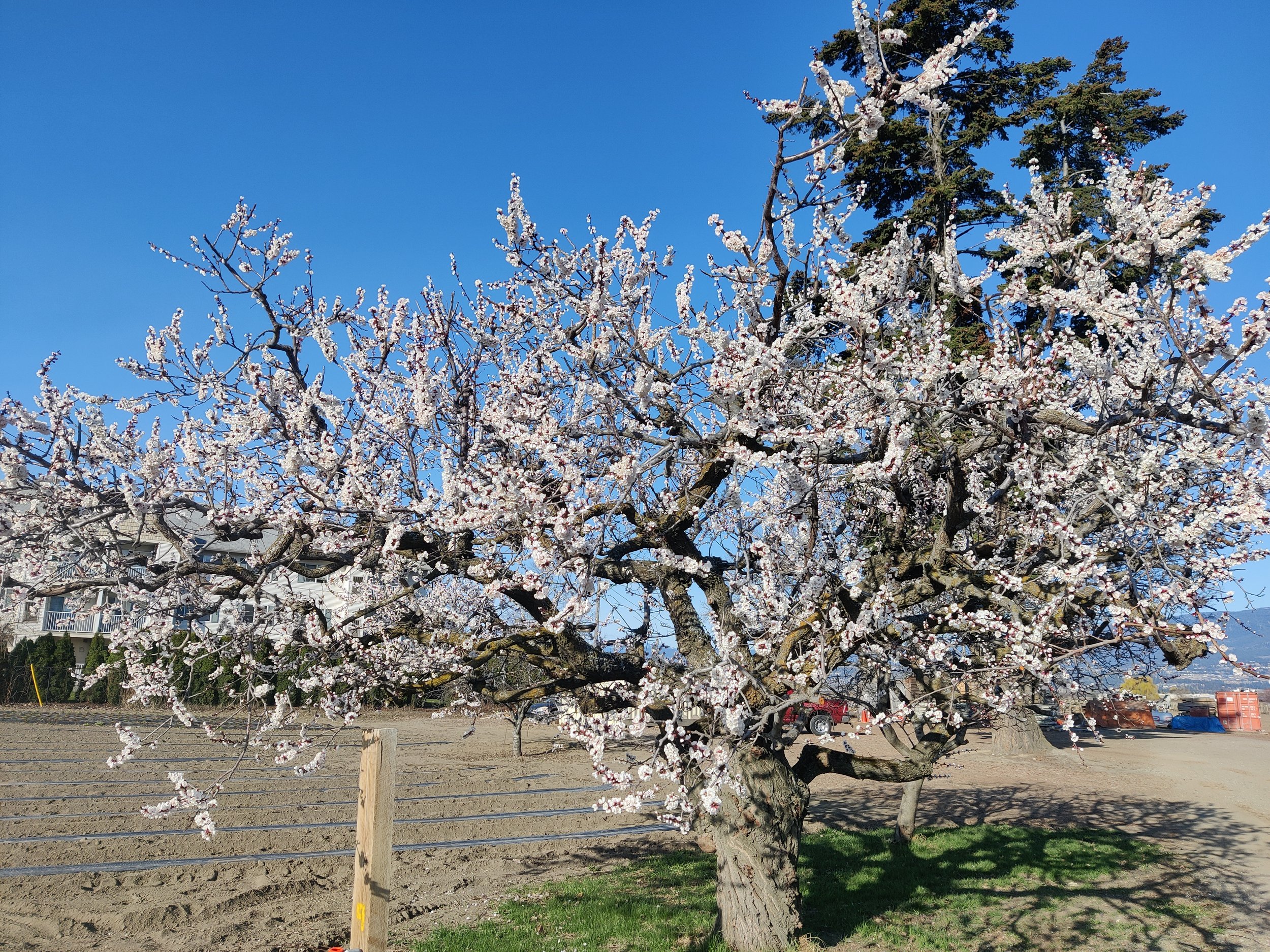 Kelowna Fruit n Veggies Gallery