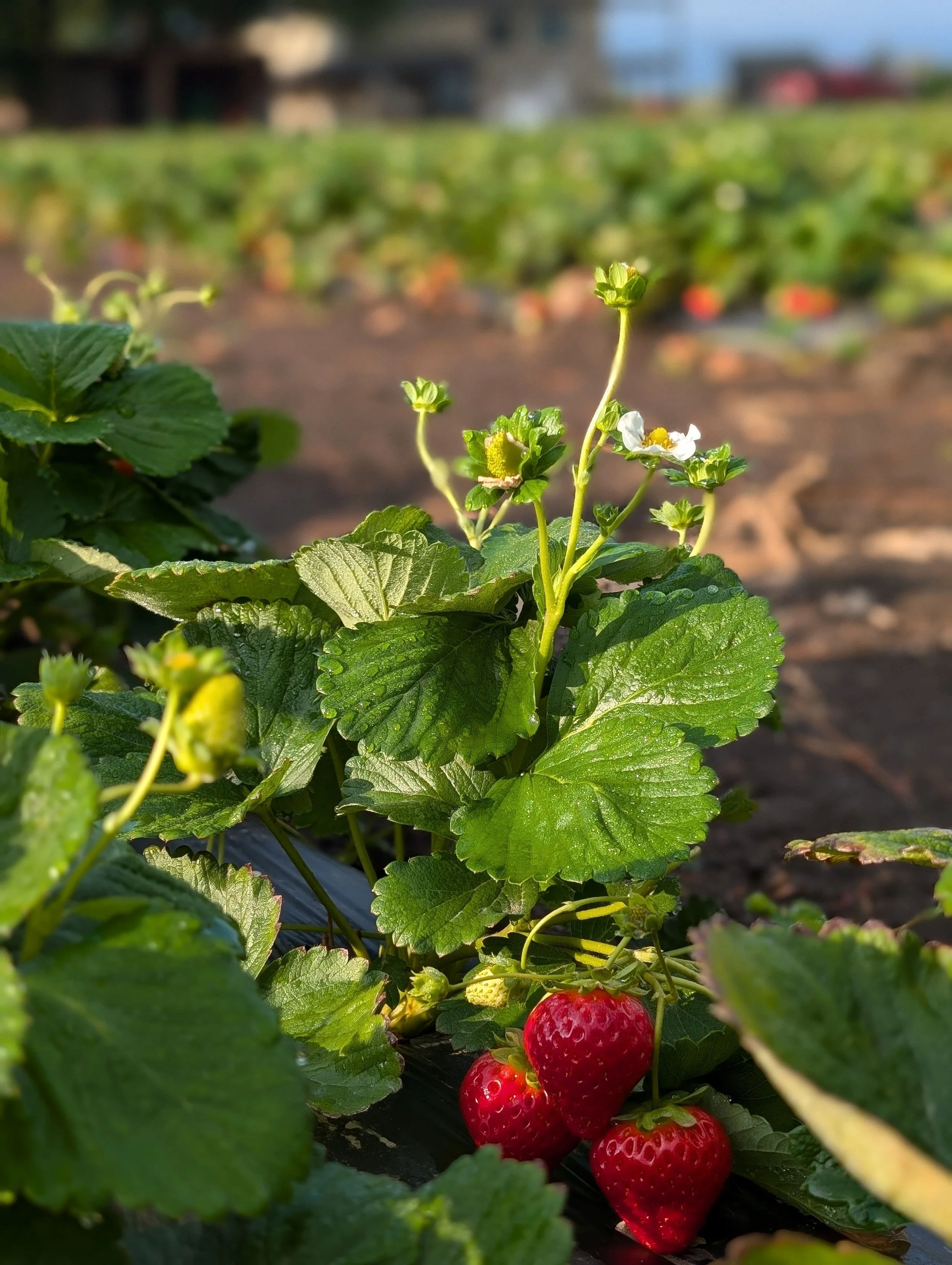 Ripe strawberries on the plant with new blooms soaking up the sun.