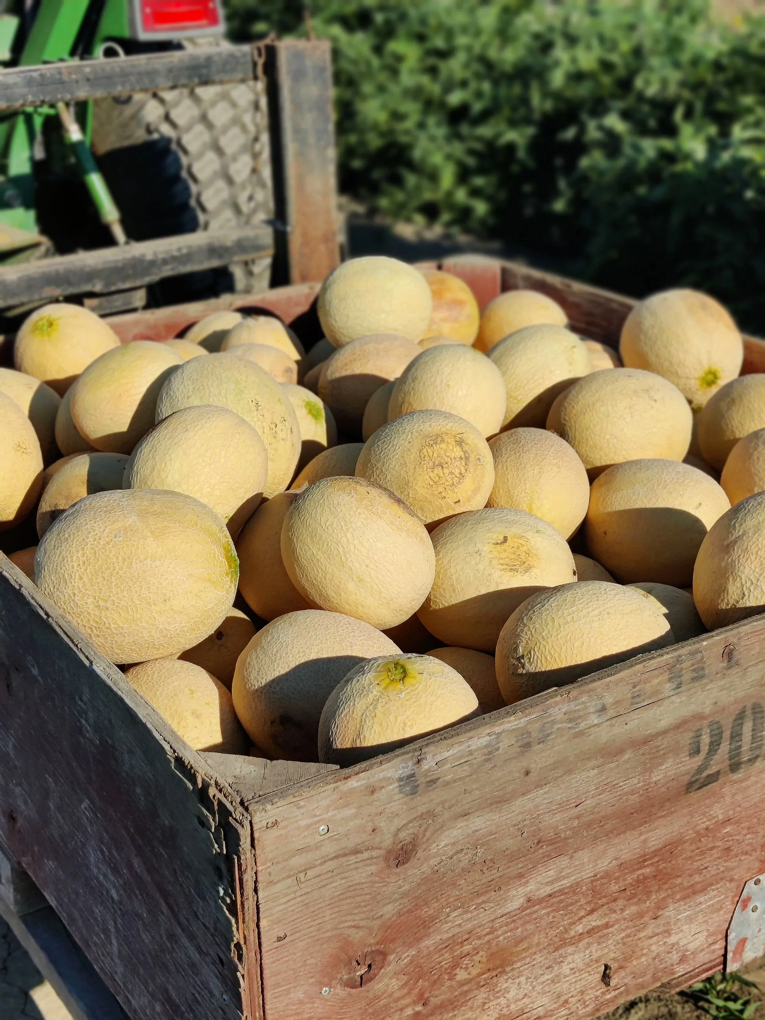 A bin of fresh cantaloupe just picked off the field at Kelowna Fruit n Veggies