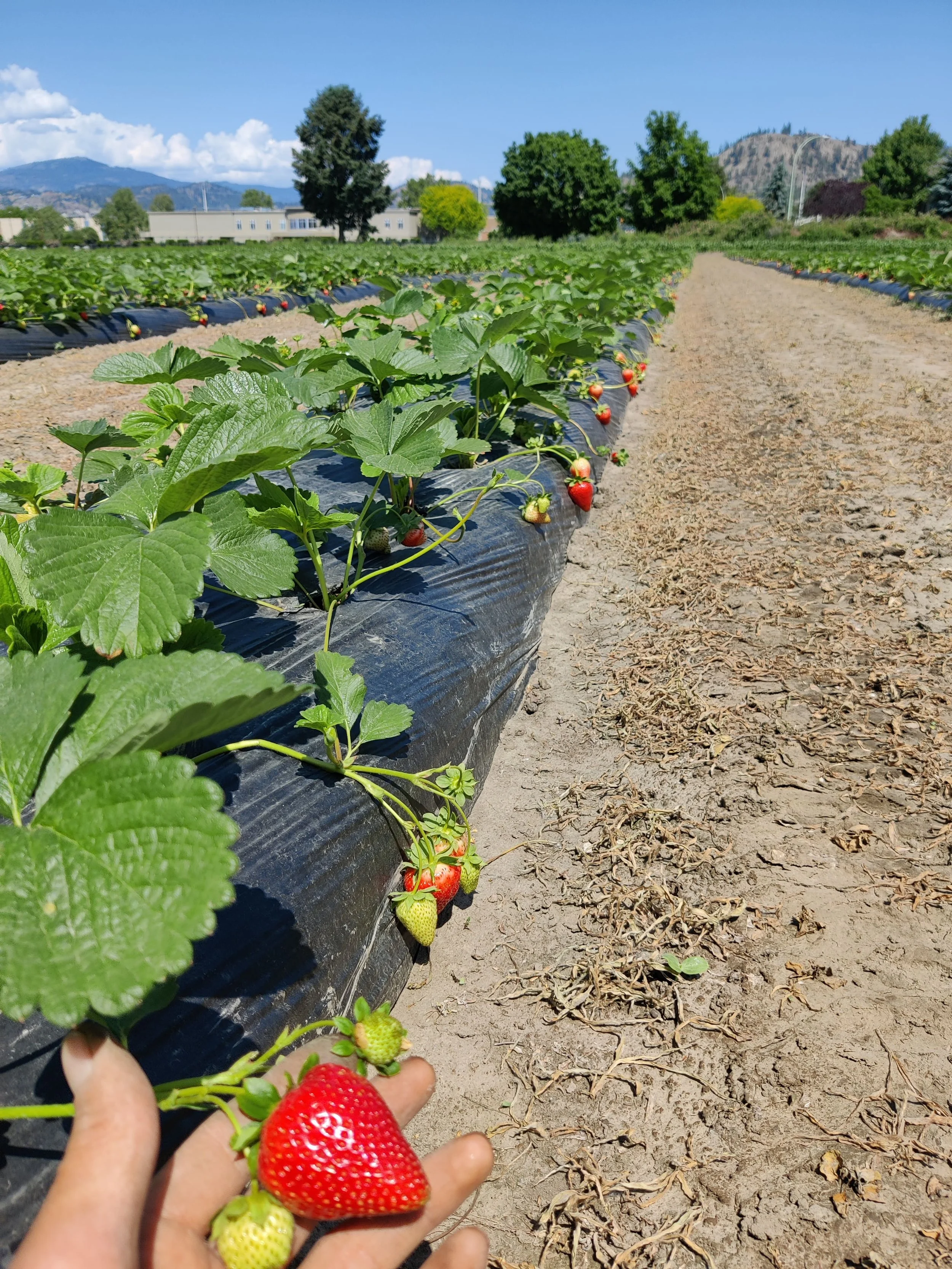 Holding a plump, juicy strawberry that's hanging off the side of the row.