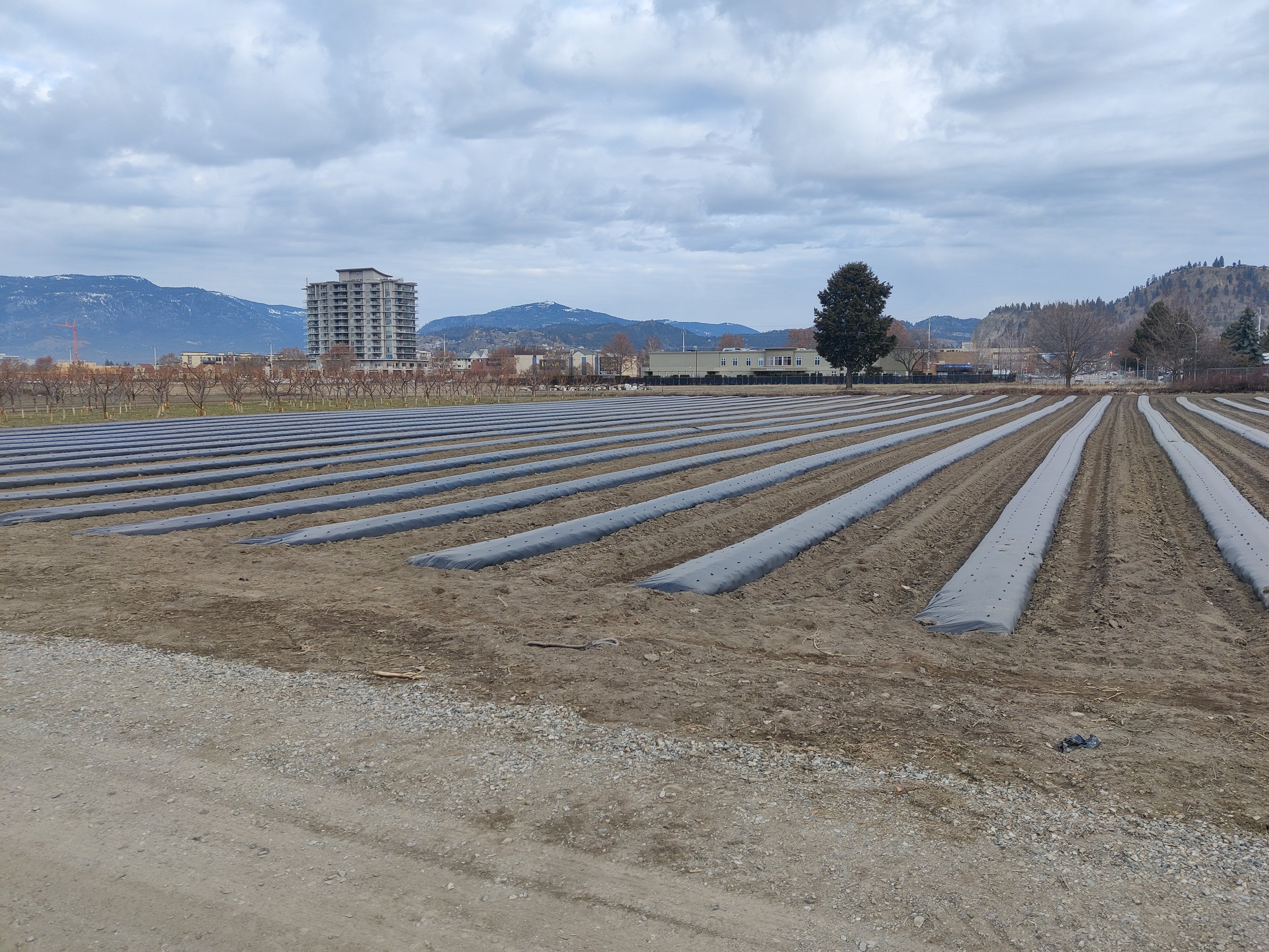 Kelowna Fruit n Veggies Gallery