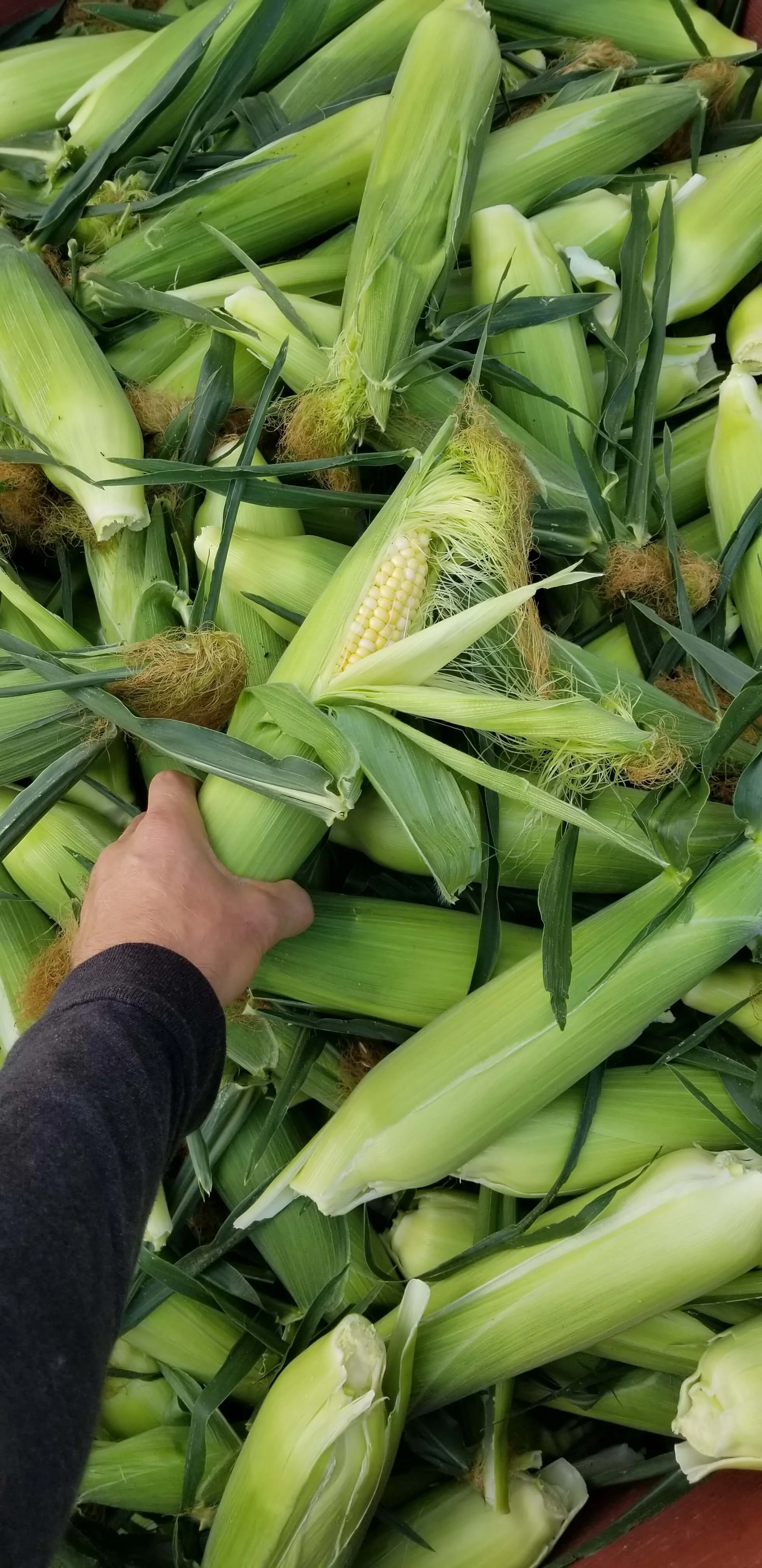 Person holding a partially husked ear of corn among many other ears of corn and green leaves at Kelowna Fruit n Veggies