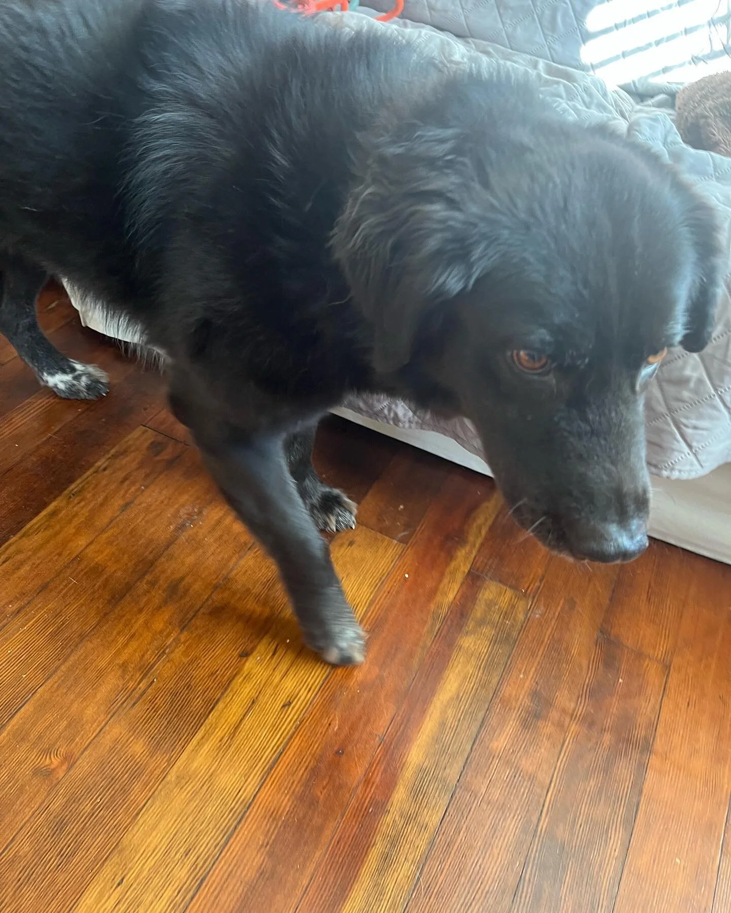 Today we welcome Maya to the MT pack.