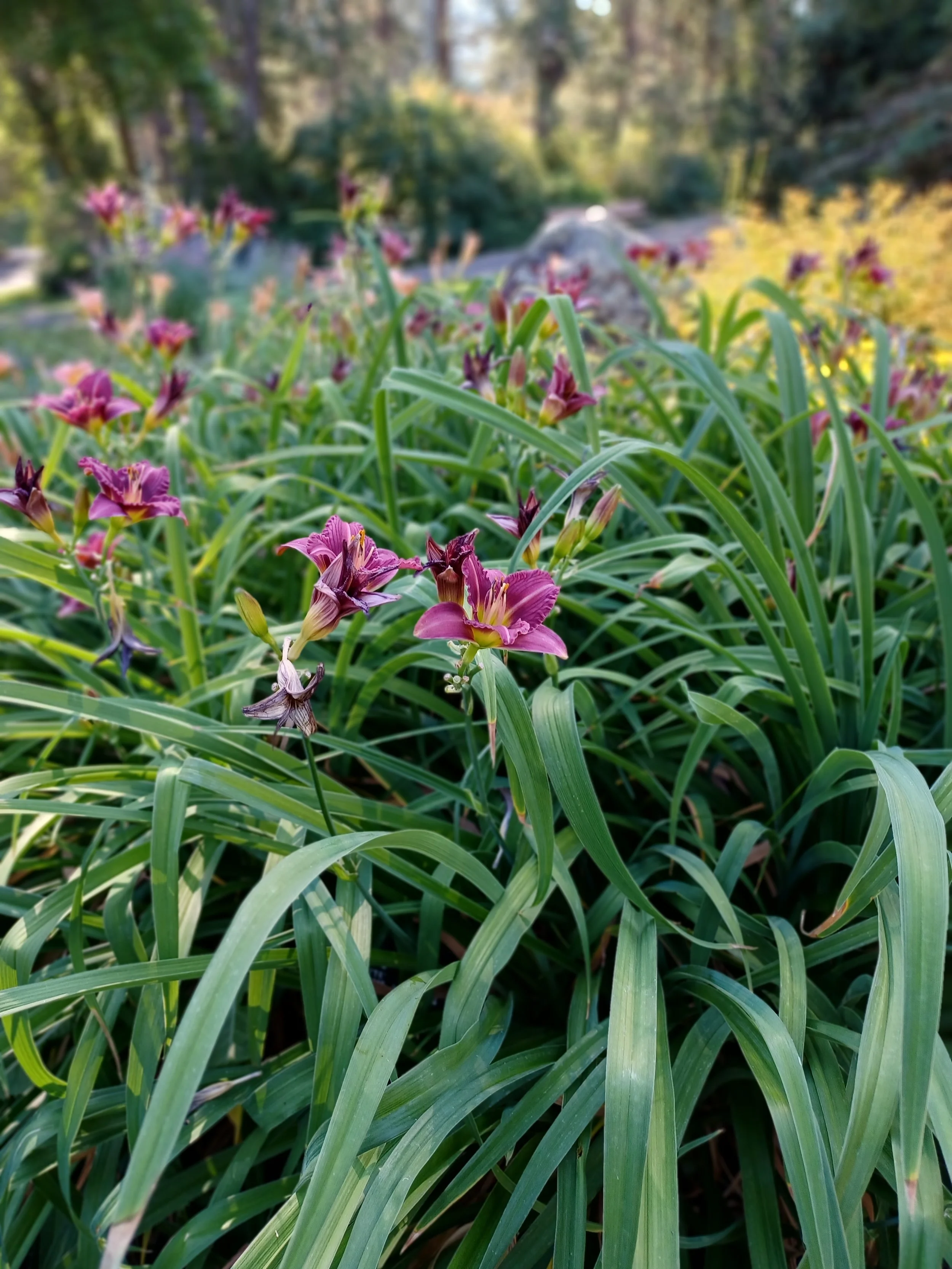 Watercolor Basics: Perennial Garden at Manito Park July 20th // 10am - 12:30pm