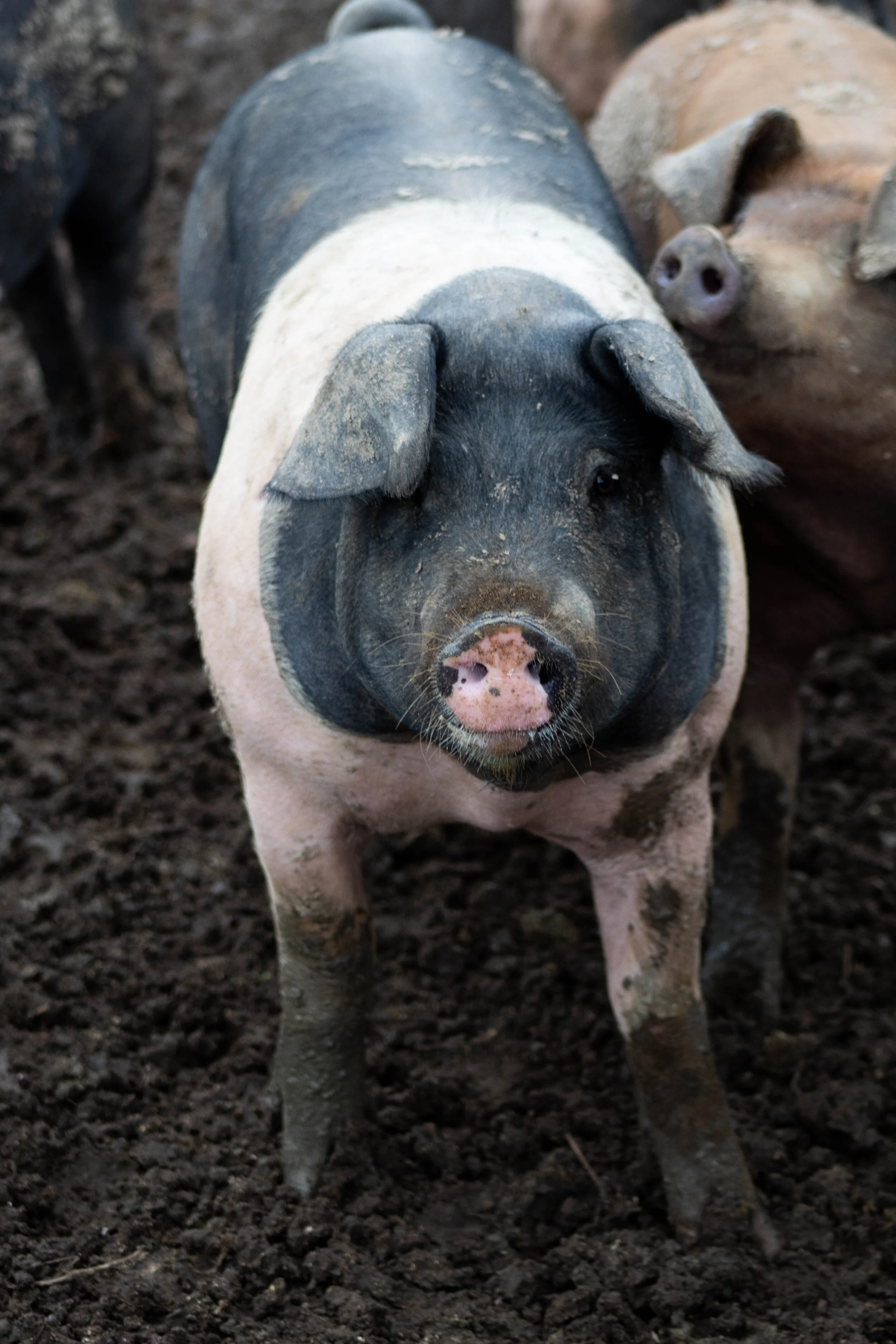 A pig with a black and white patchy coat standing on dirt ground.