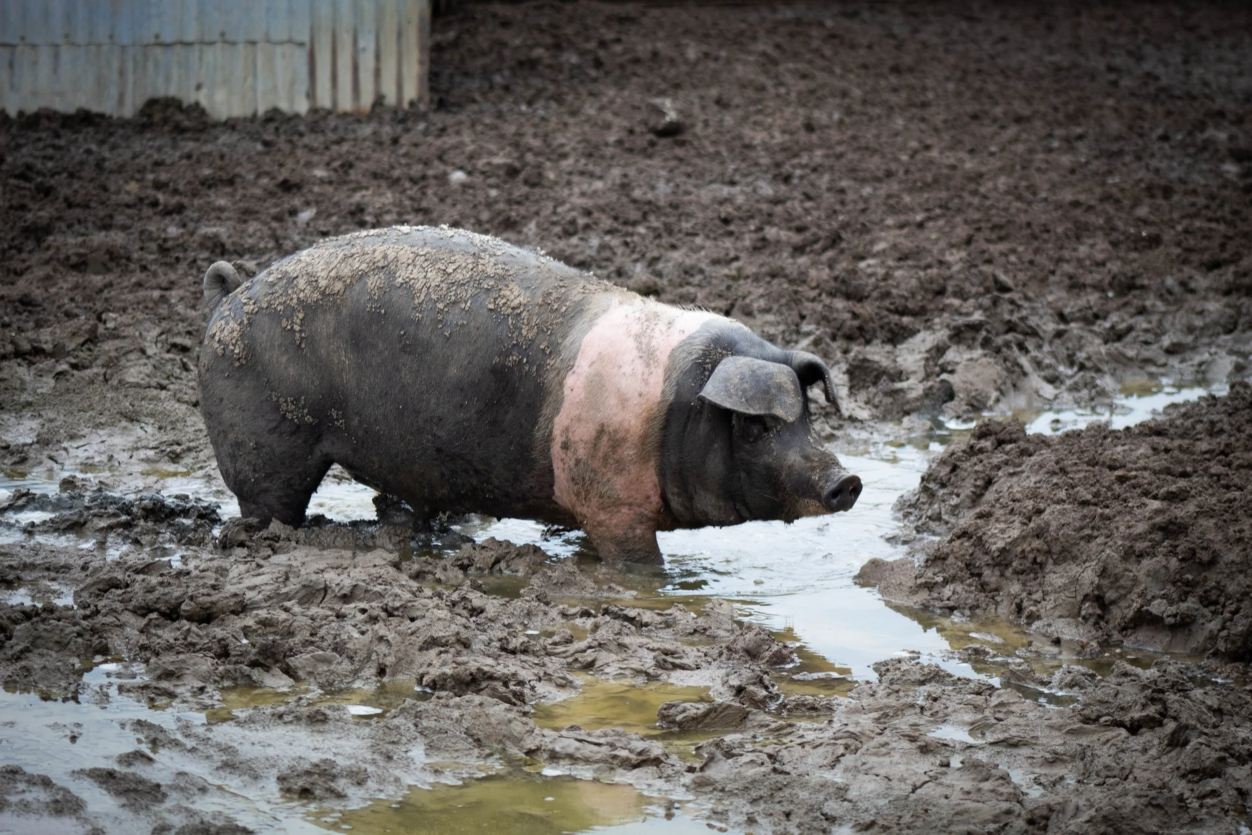 Why buy pork in bulk