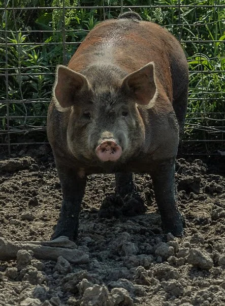 do you need a half or whole pork