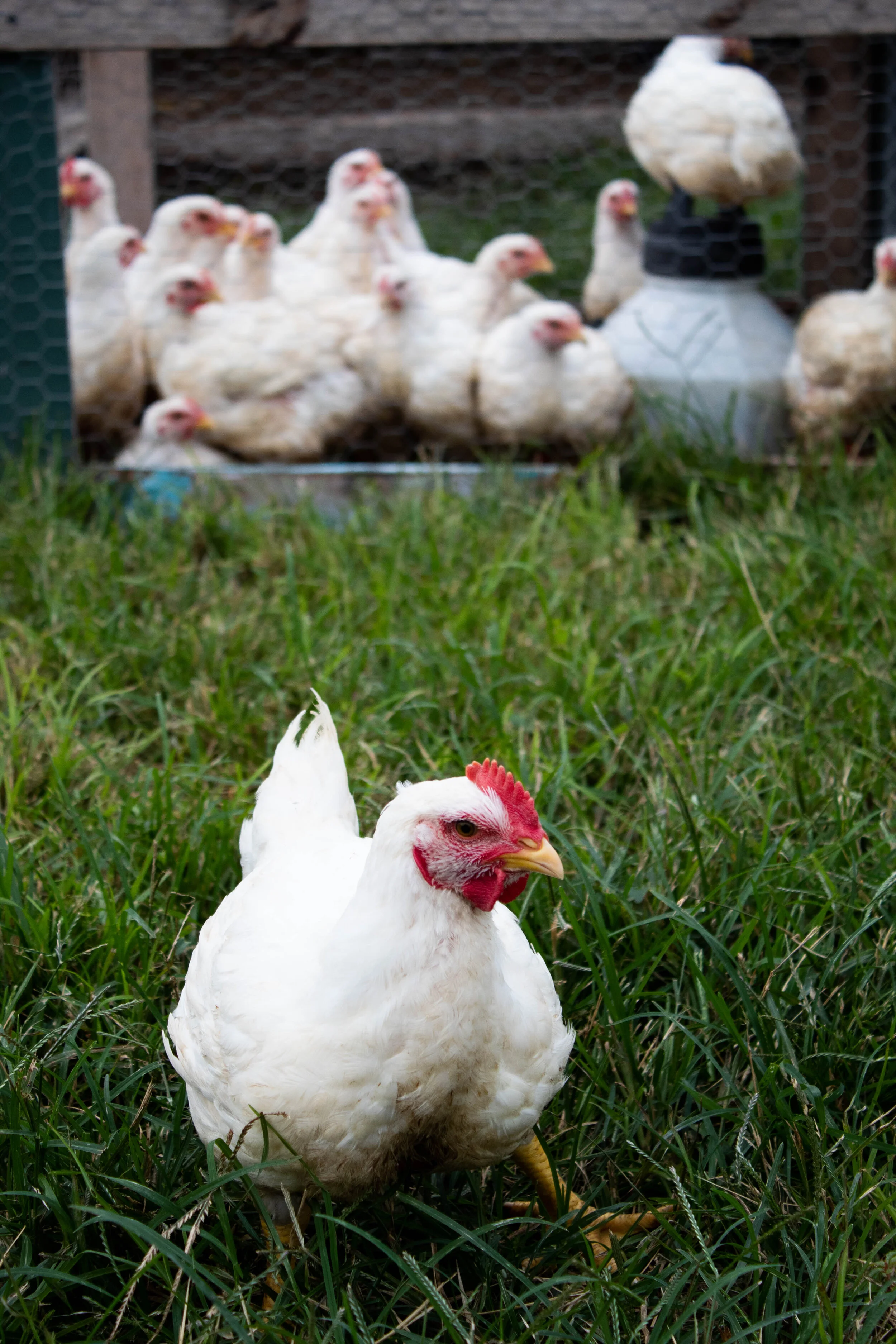 A close-up of a white chicken on green grass with a henhouse and several chickens in the background.