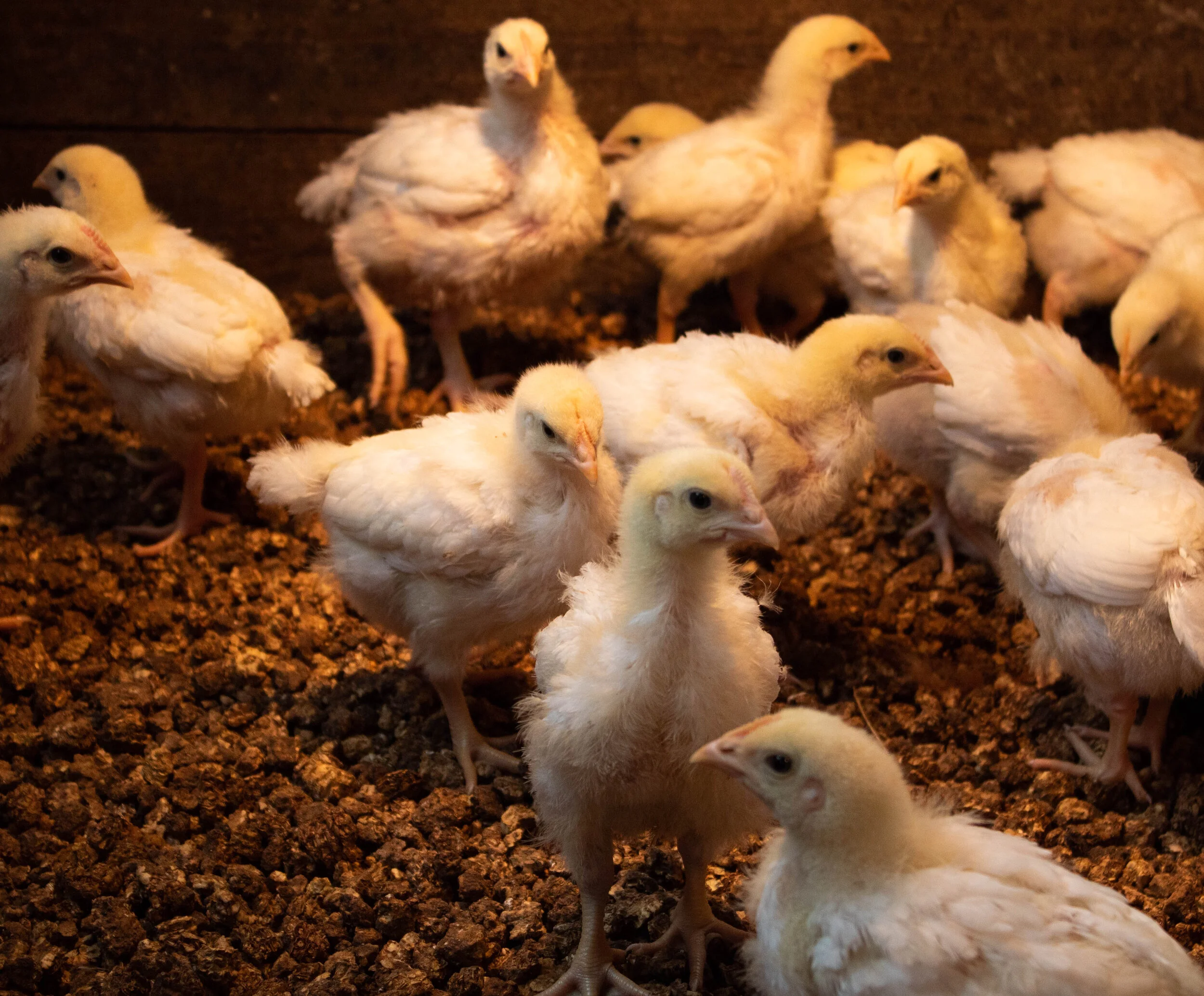 Group of yellow baby chicks in a brooding area on brown bedding.