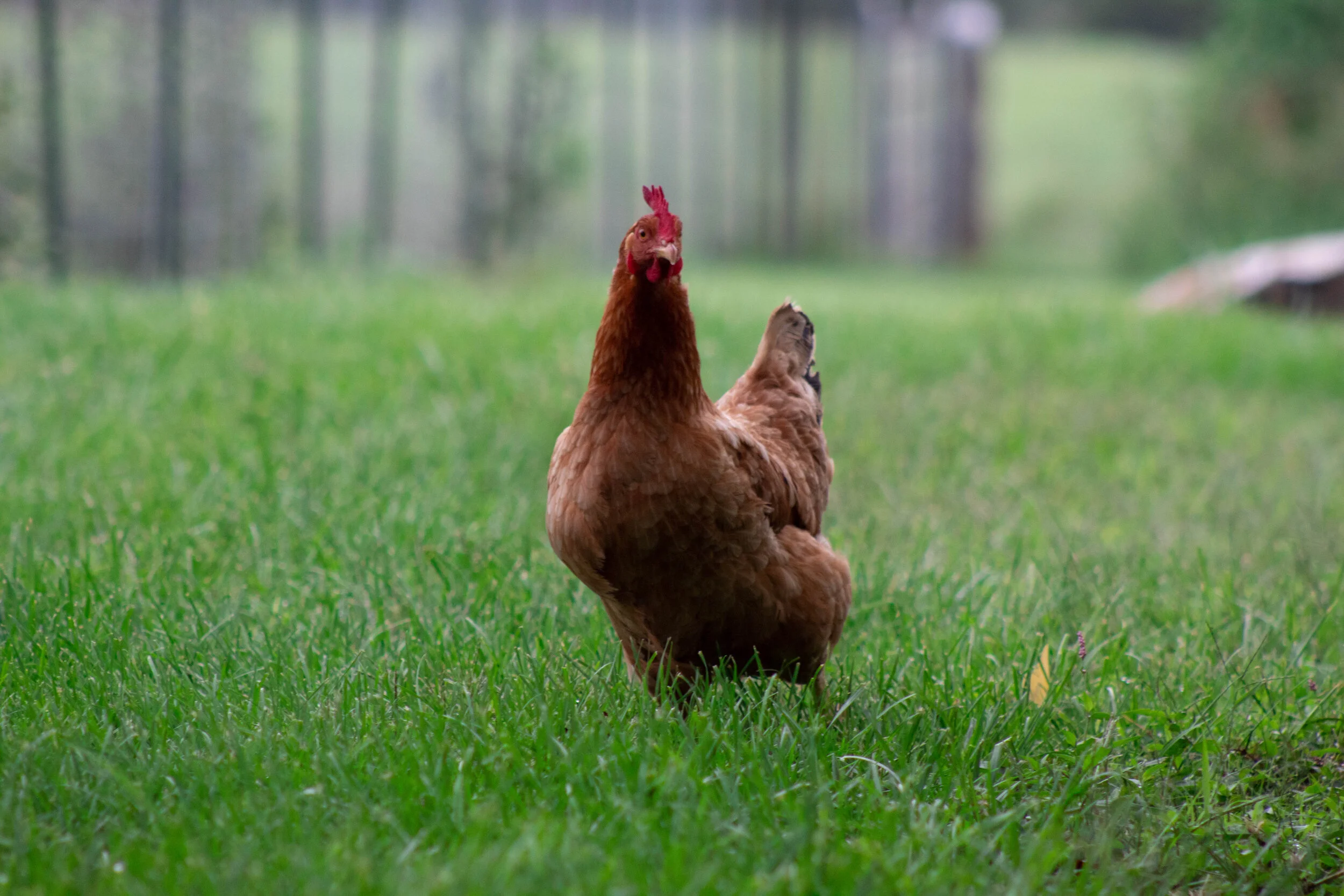 Brown hen standing on green grass with a blurred fence and trees in the background.