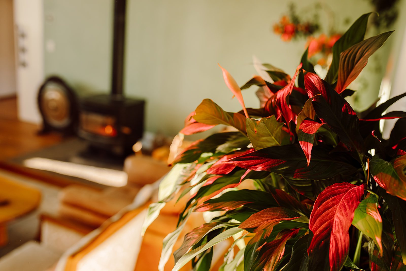 Close-up of a red and green poinsettia plant in the foreground with a blurred living room background including a black fireplace and a clock.