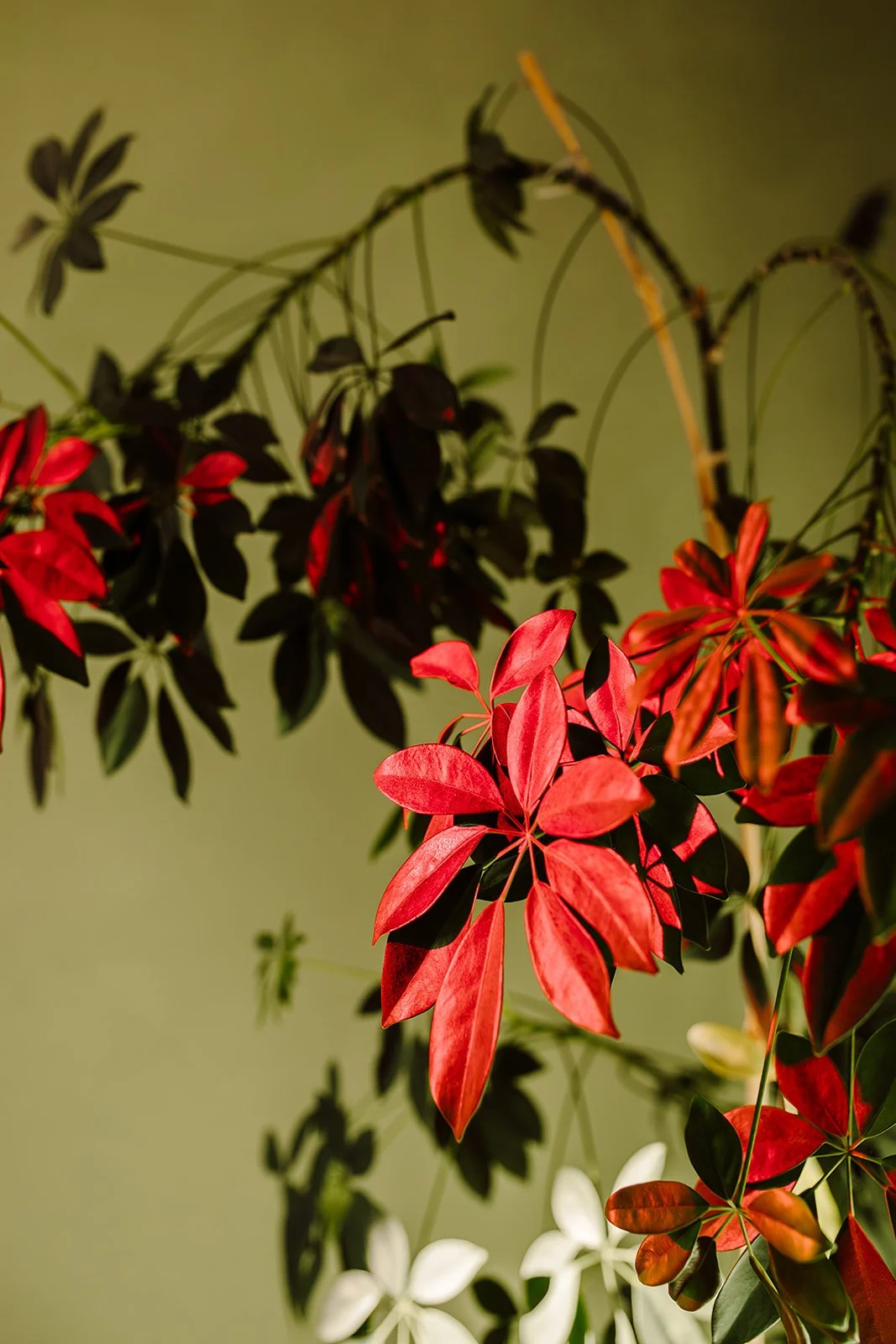Close-up of red, green, and white leaves on plant with shadows cast on background.
