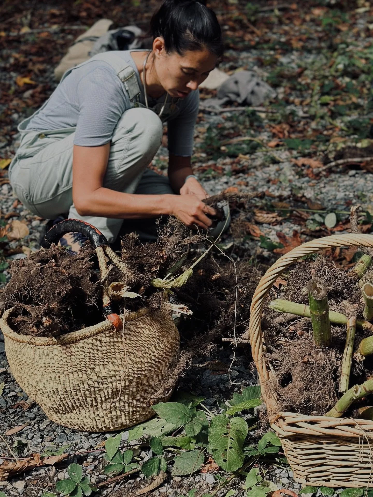 This past Saturday our Hawthorn and Honey Apprenticeship group was given the opportunity to gather Japanese Knotweed in a beautiful tucked-away spot in Tacoma that was shared with us by a graduate of the program @yadrickjr and Kayla from @pierceconse