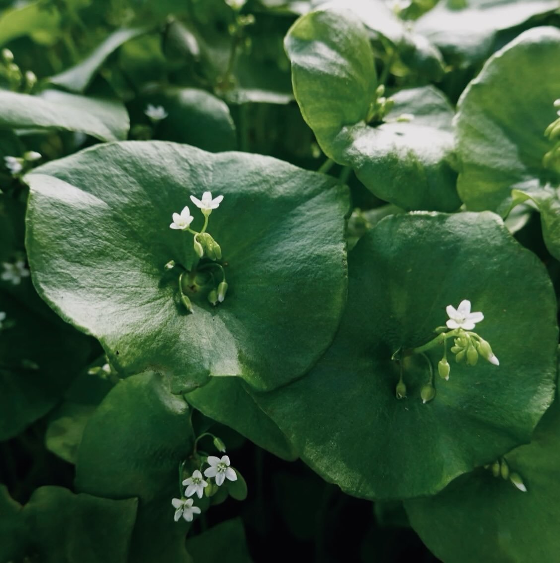 Spring is whispering 🌱 If you&rsquo;ve been feeling the heaviness of winter lingering in your body, this is your gentle invitation to shake it loose. Join us this Friday, March 27th from 10-2, as we explore the nourishing magic of early spring green