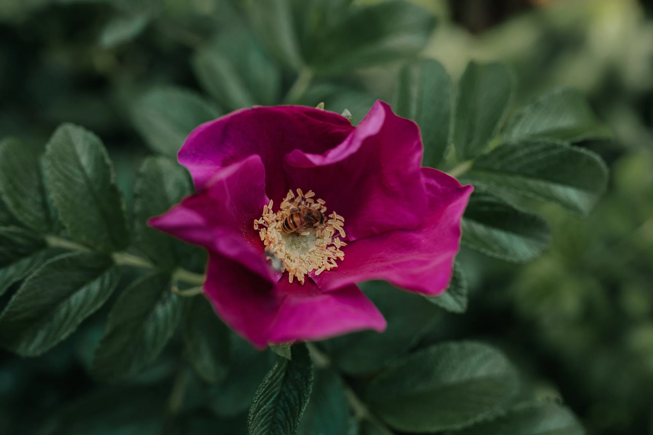 Wild Rose Foraging Workshop