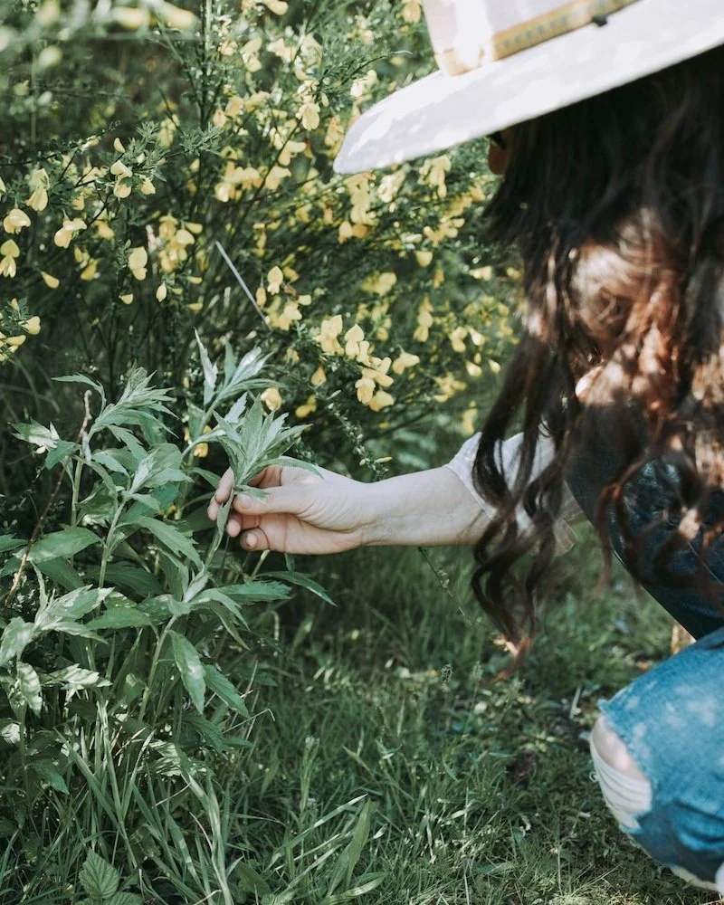 Hawthorn & Honey herbalist touching mugwort