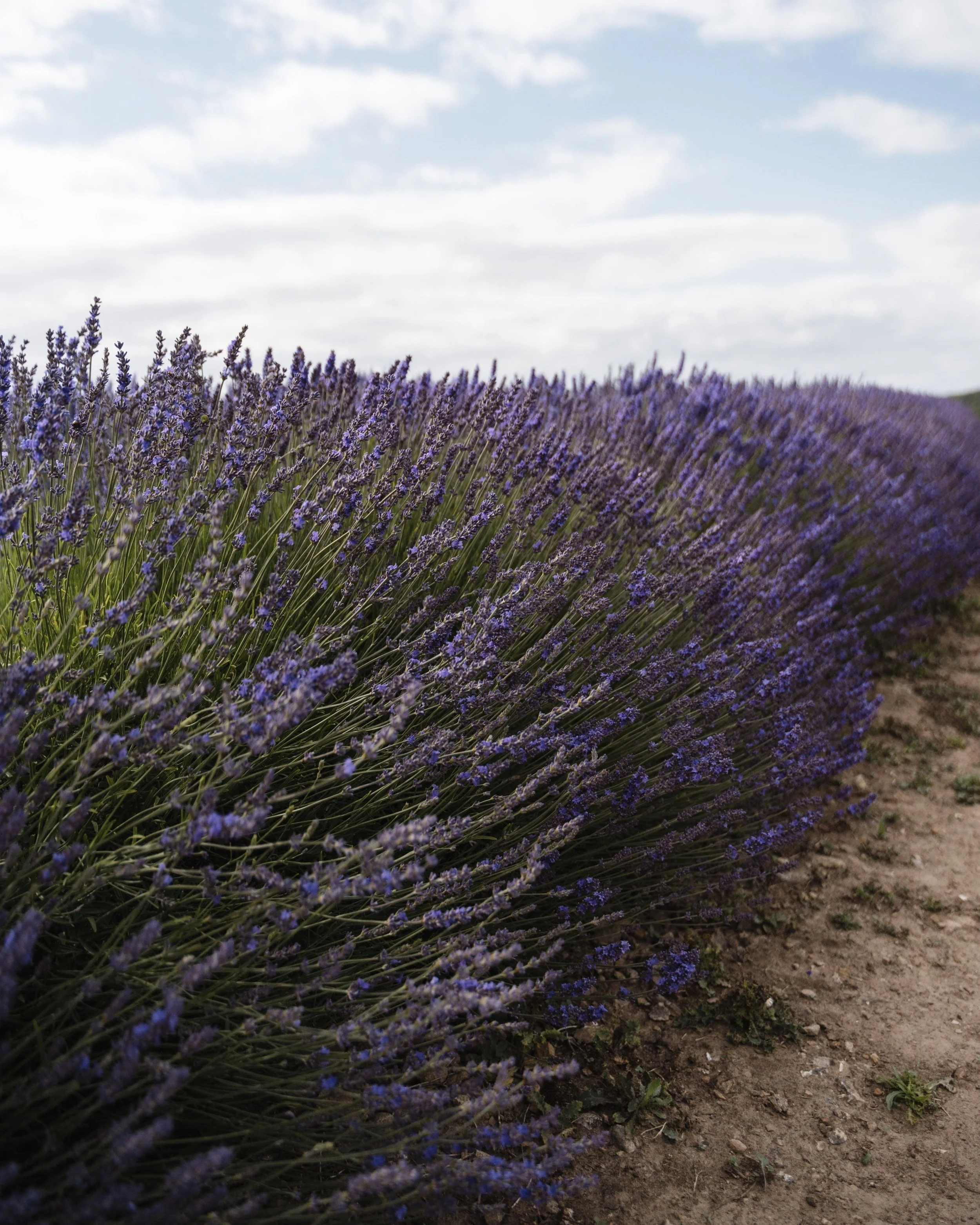 Lavender Medicine Making Class