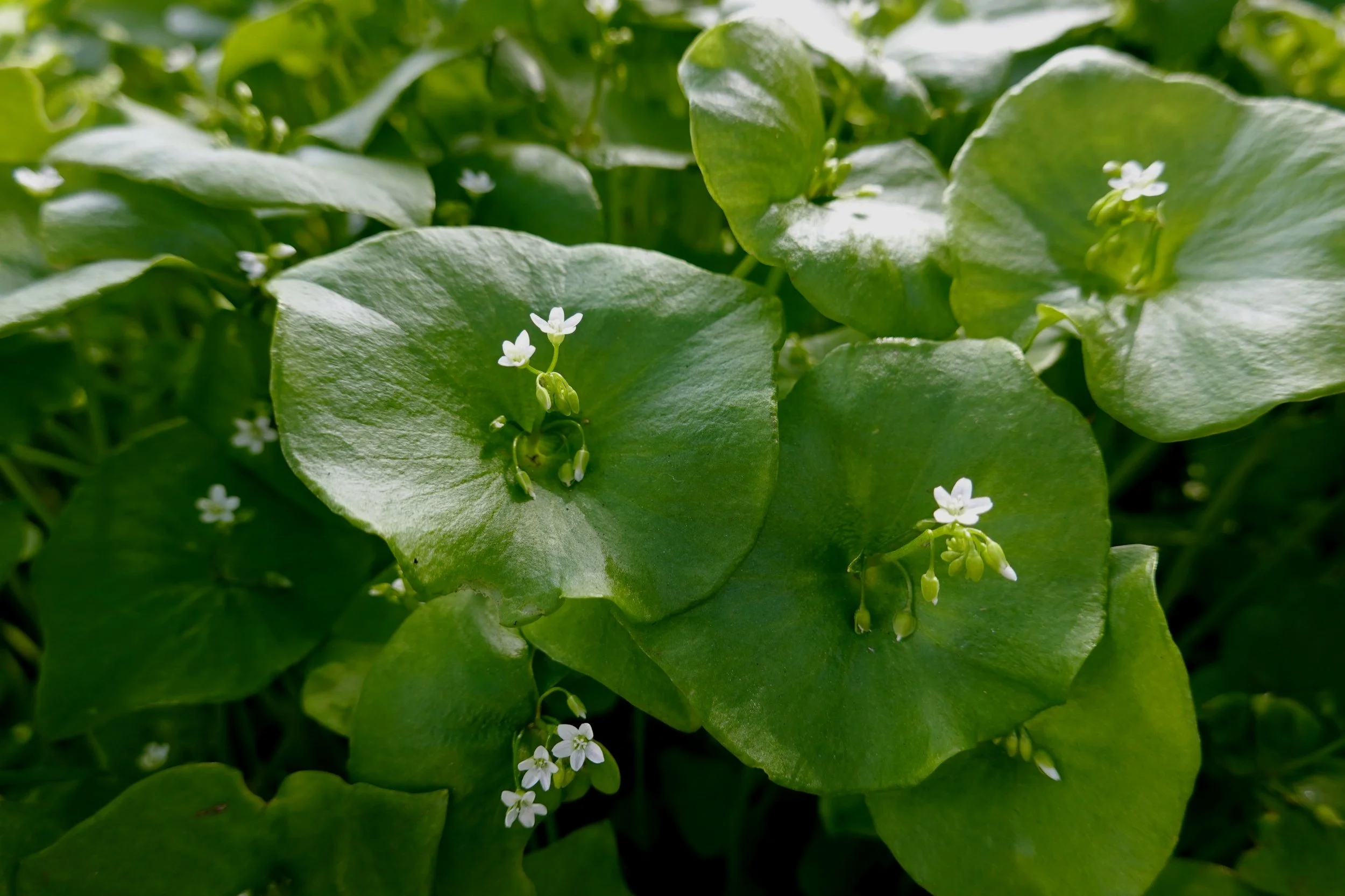 Spring Greens Foraging Class
