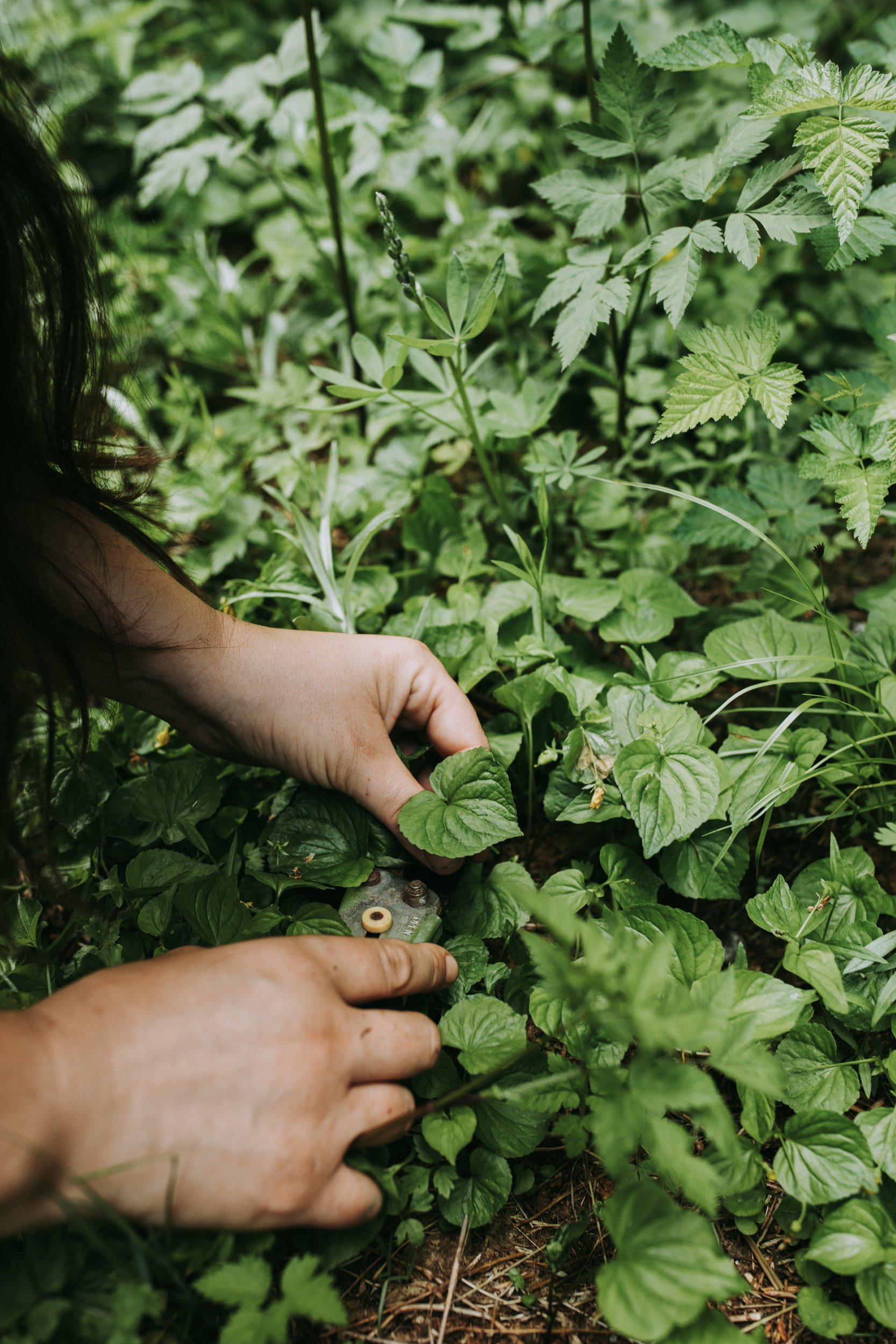 Woman using garden clippers to gather leaves of violet
