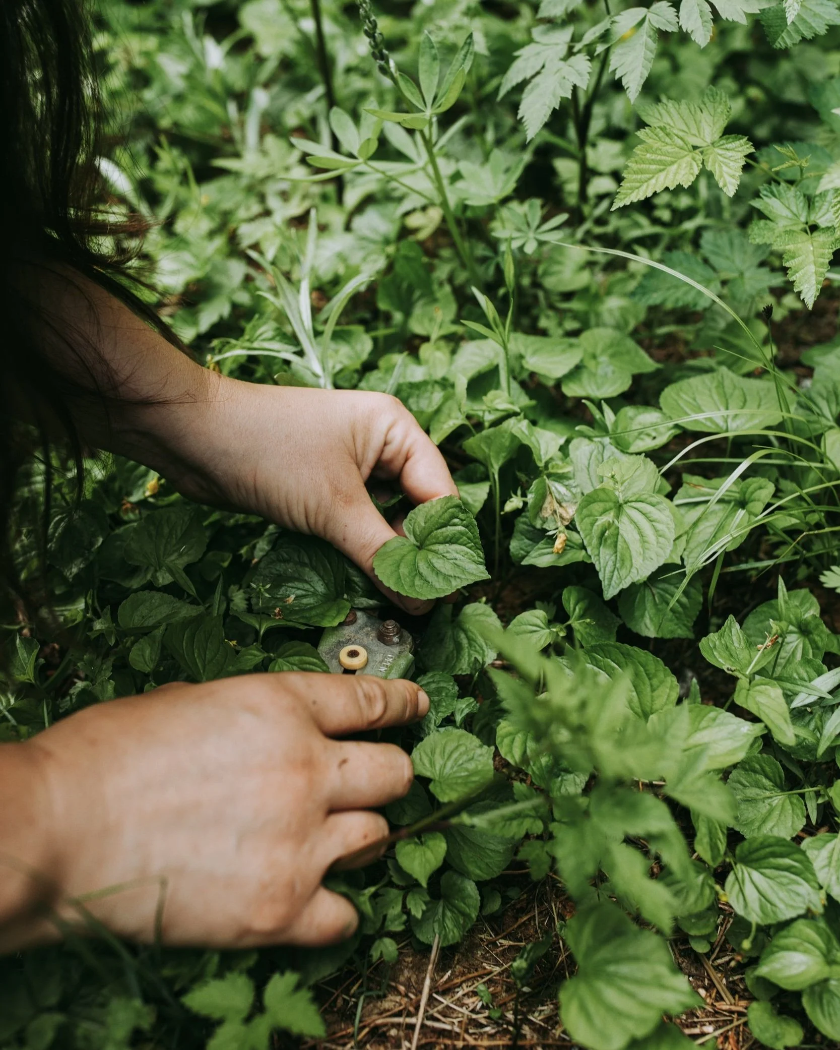 woman gathering medicinal plants